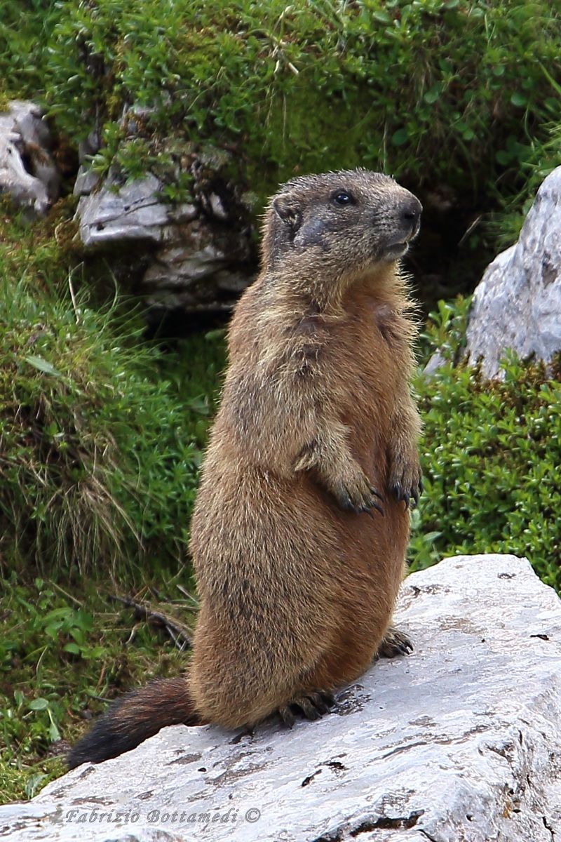 The Marmot made me a model for the new tamron...