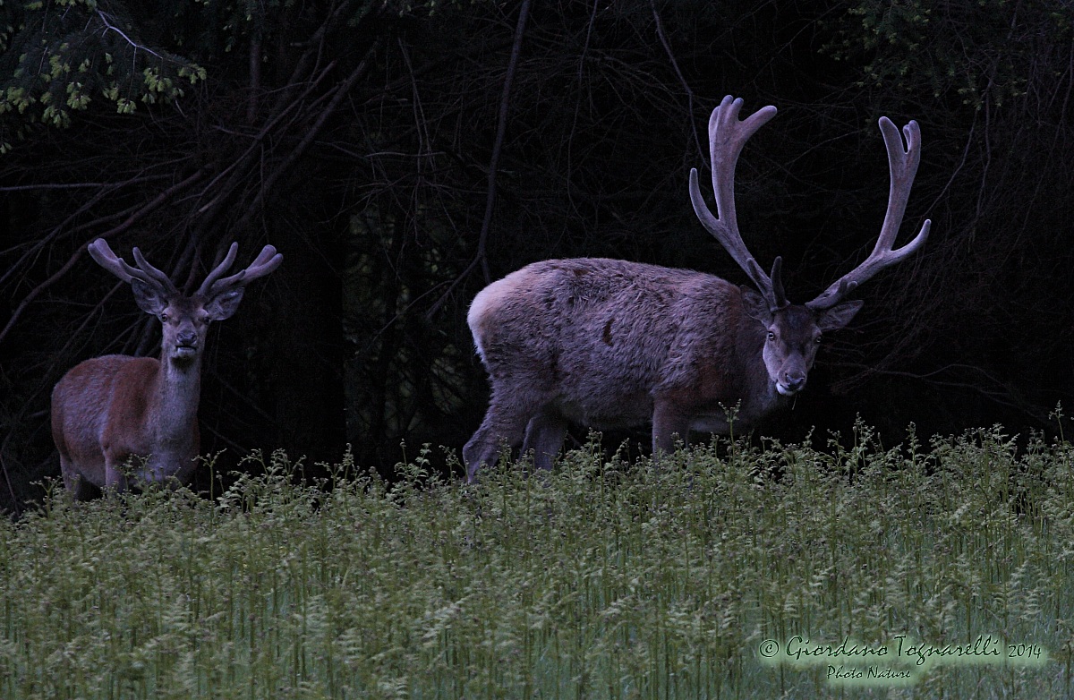Deer (Cervus elaphus)...