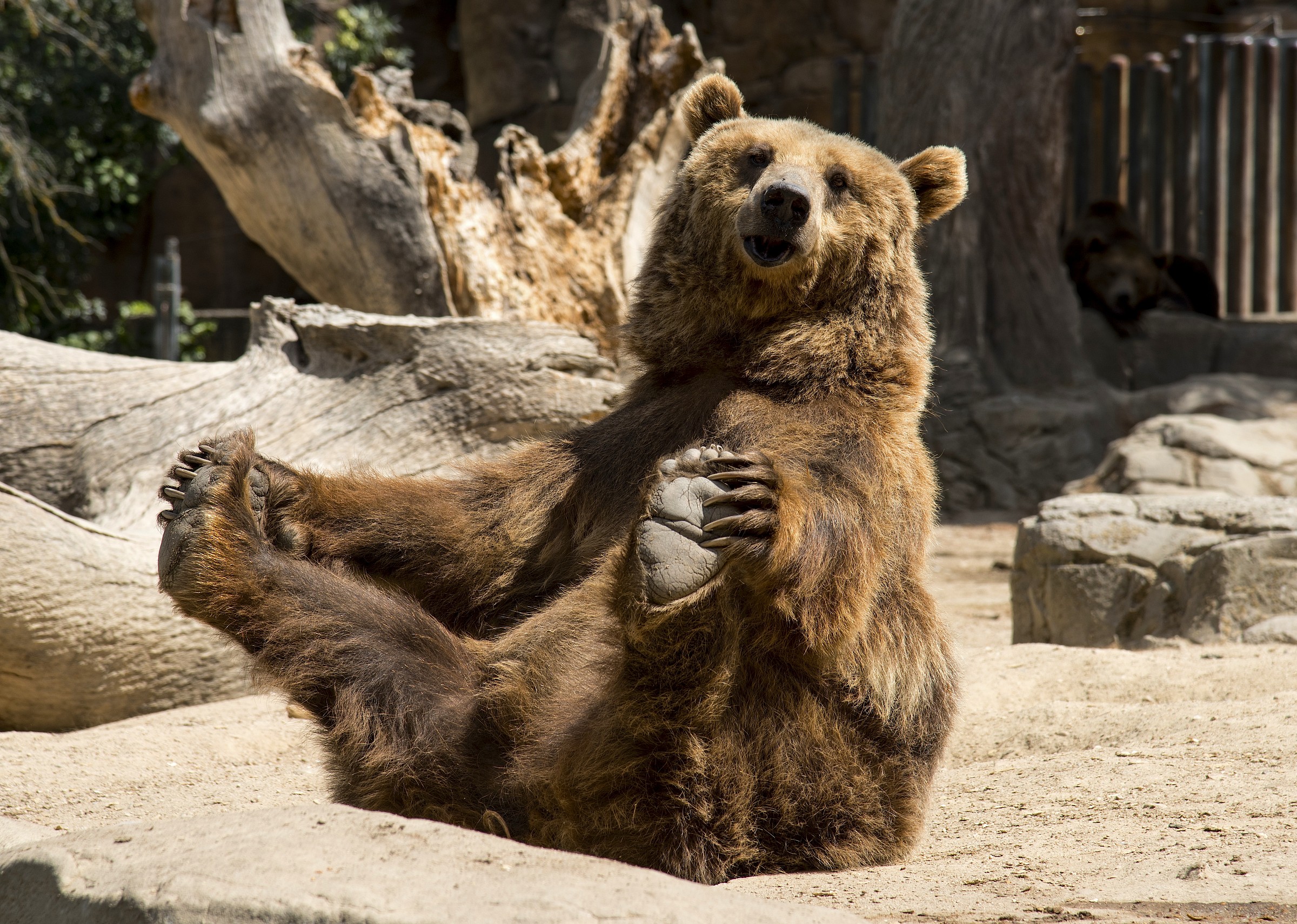 Zoo madrid - bear yoga...