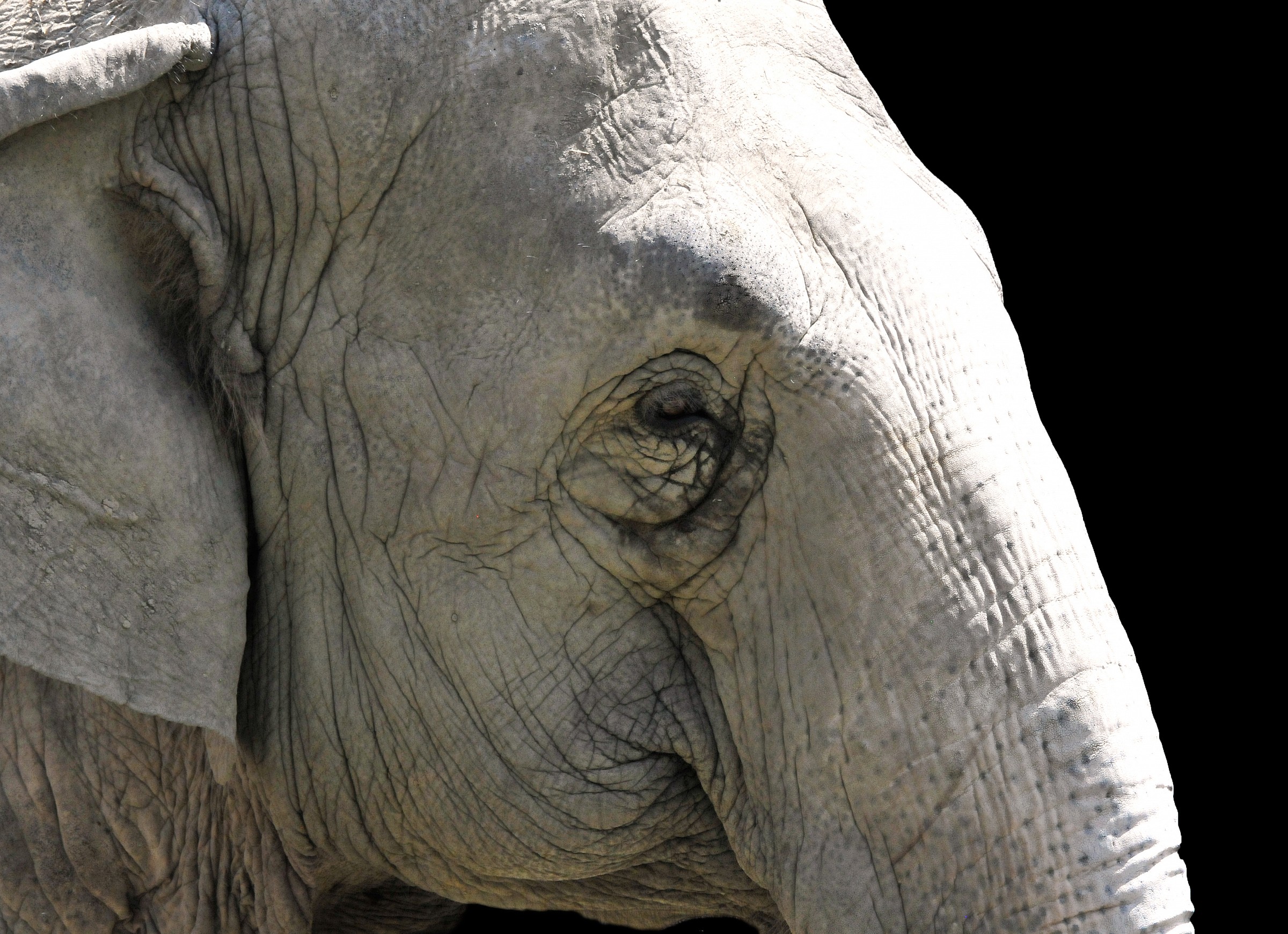 elephant...