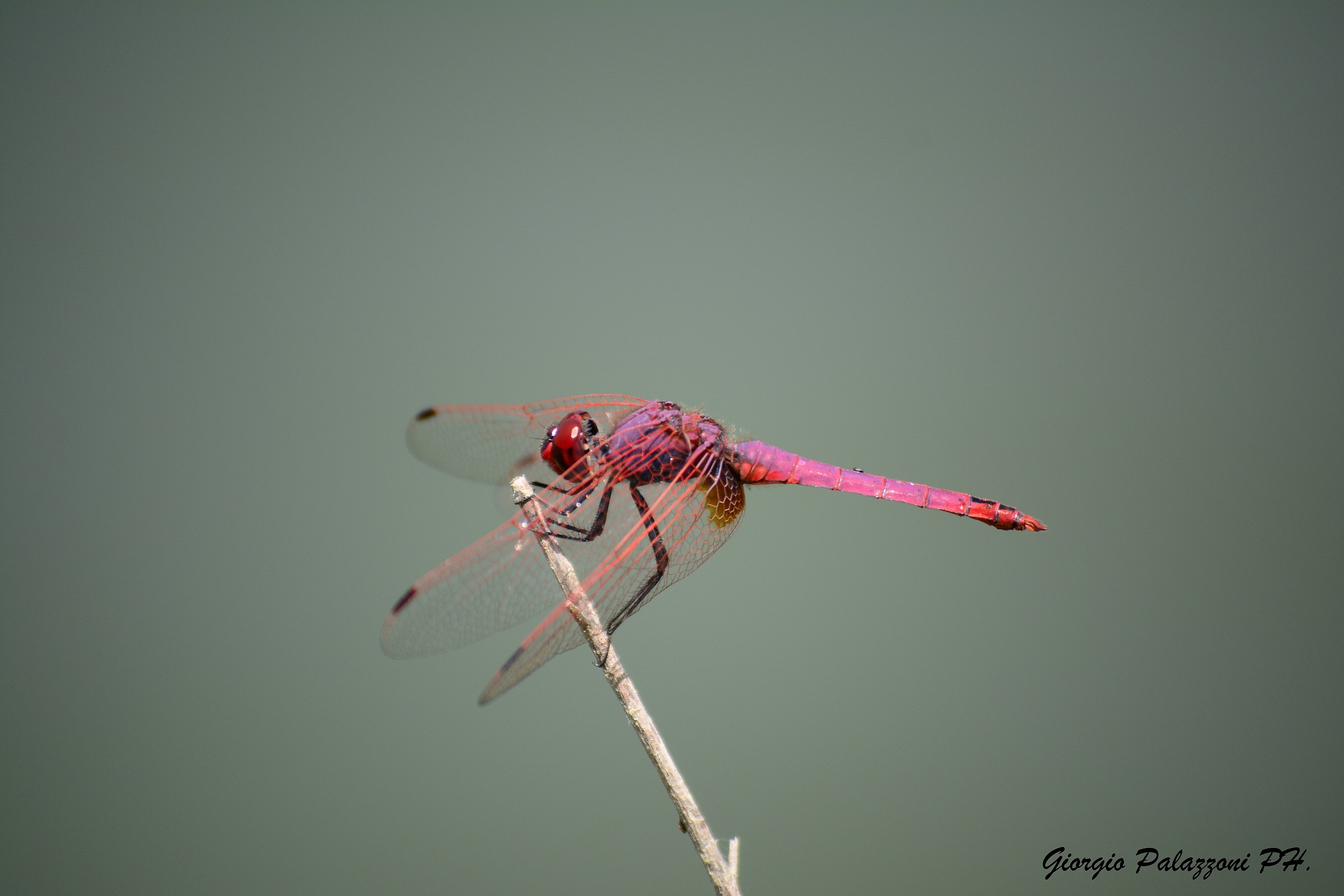 Macro dragonfly...