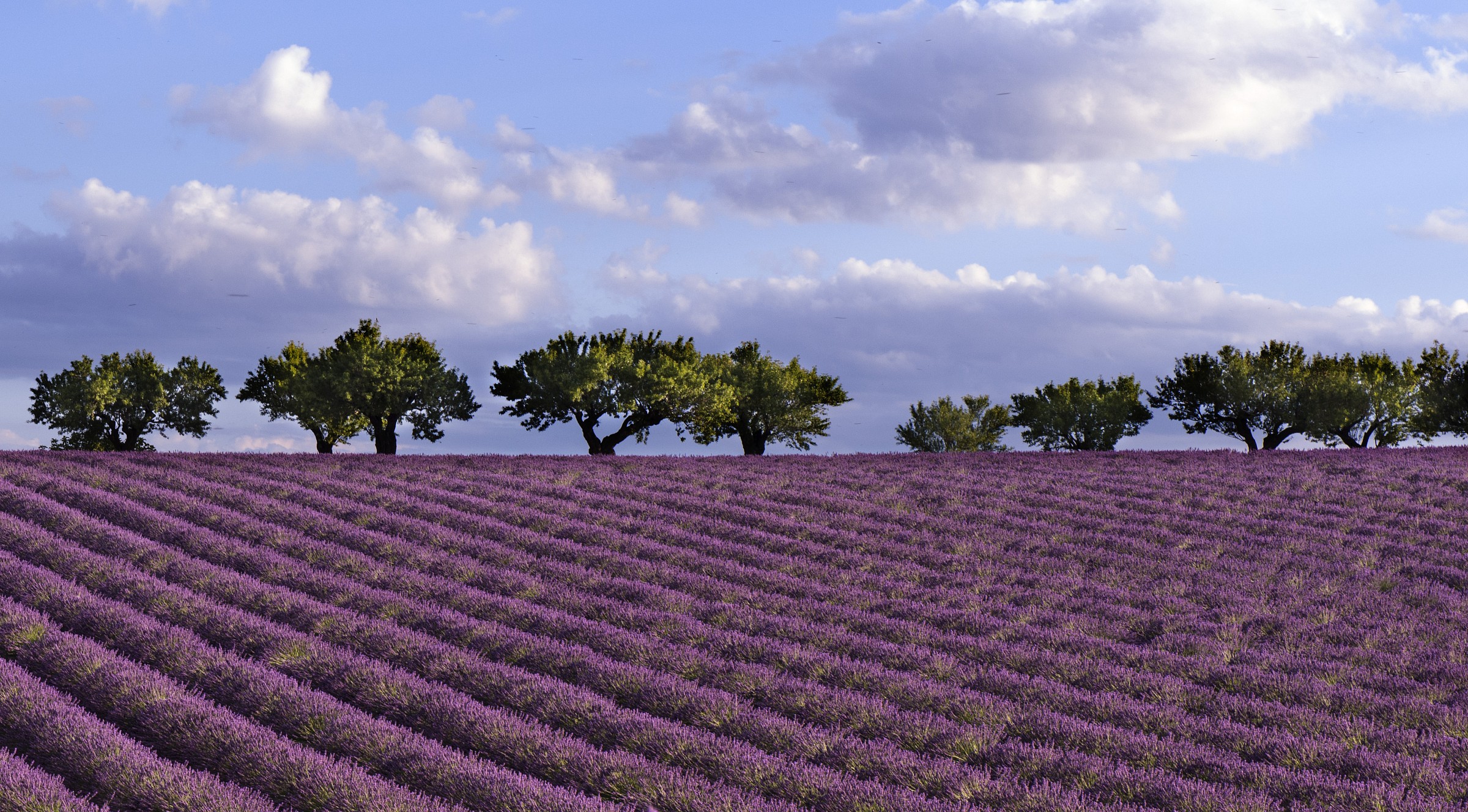 Rows of lavender...