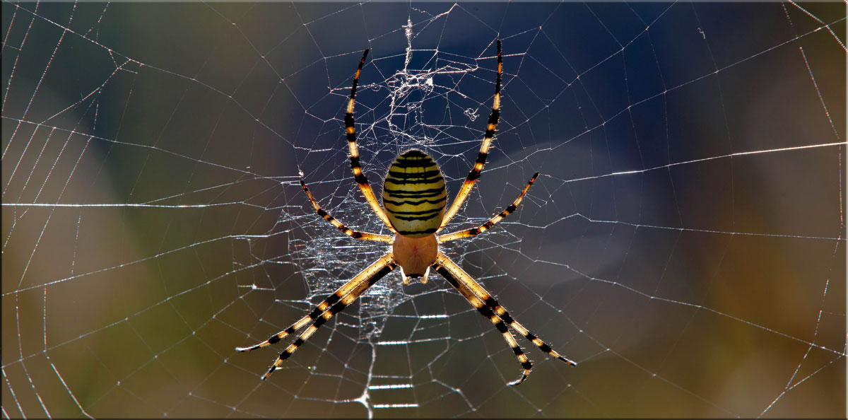 Spiderman...