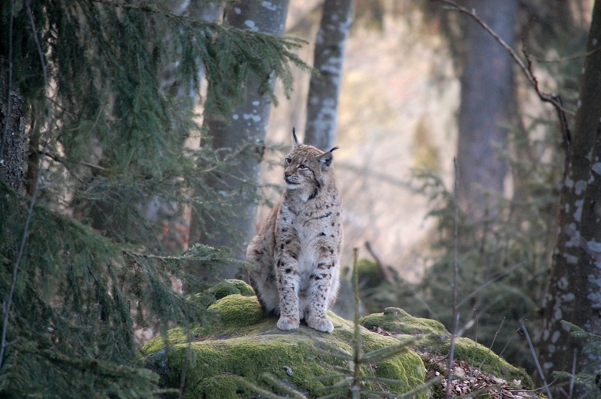 Lynx of the Bavarian Forest...
