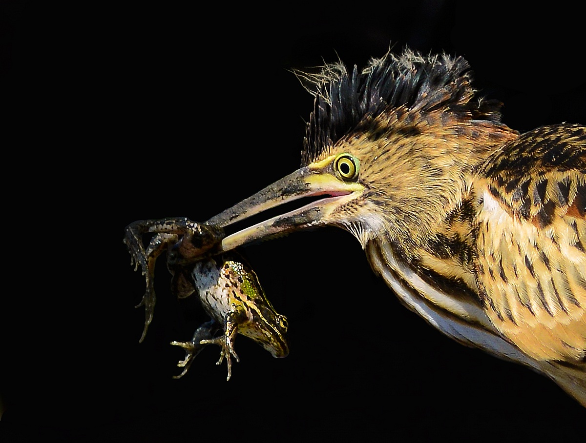 the young bittern...