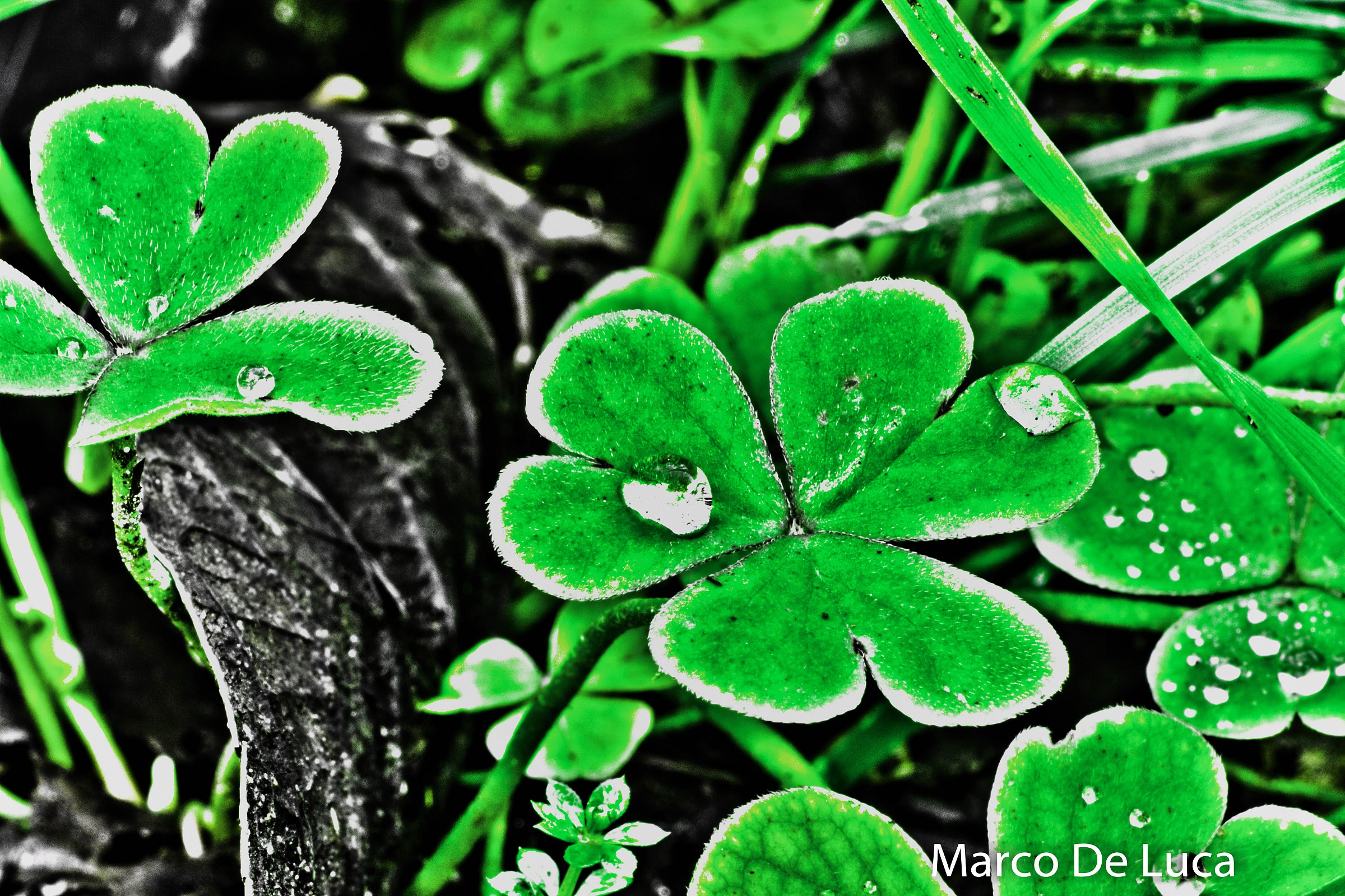 clover in hdr...