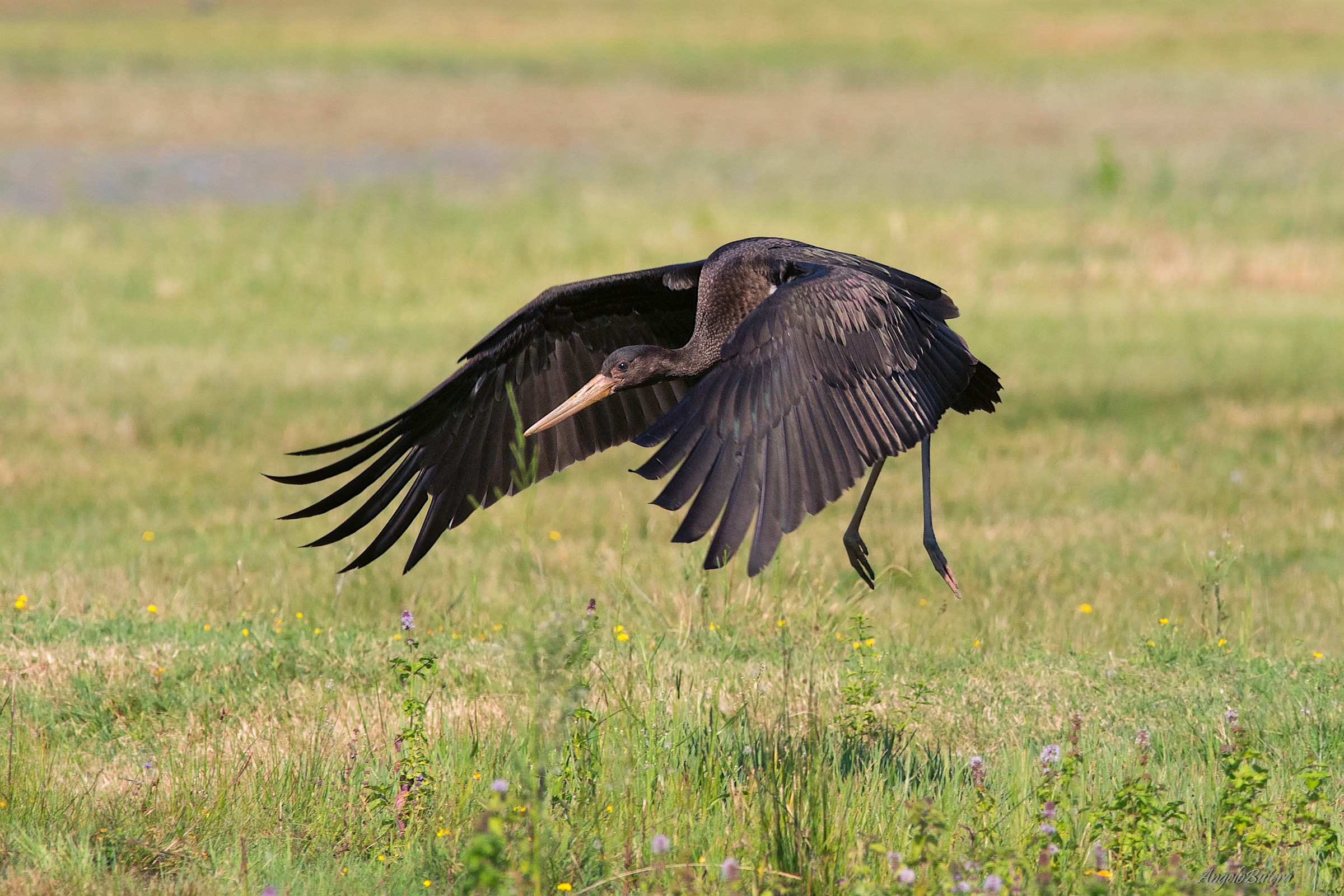 Black Stork...