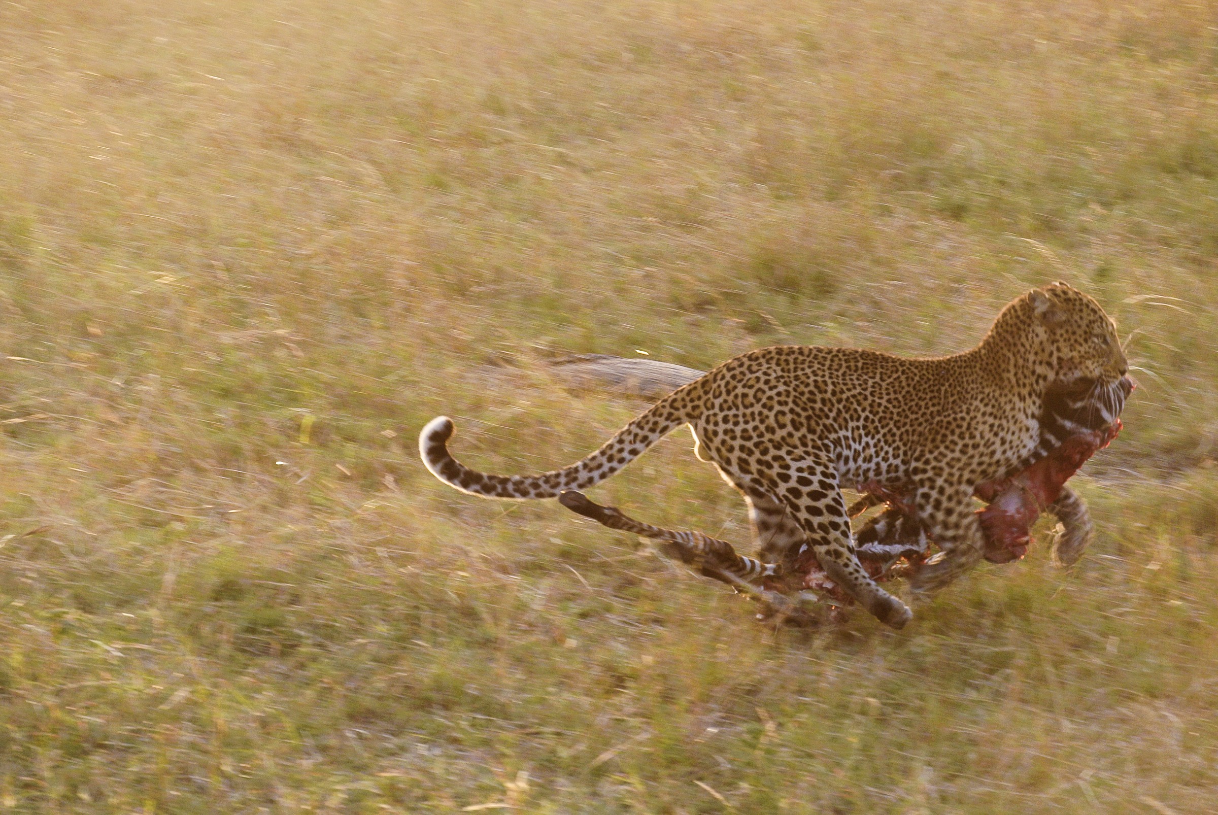 Leopard on the run...