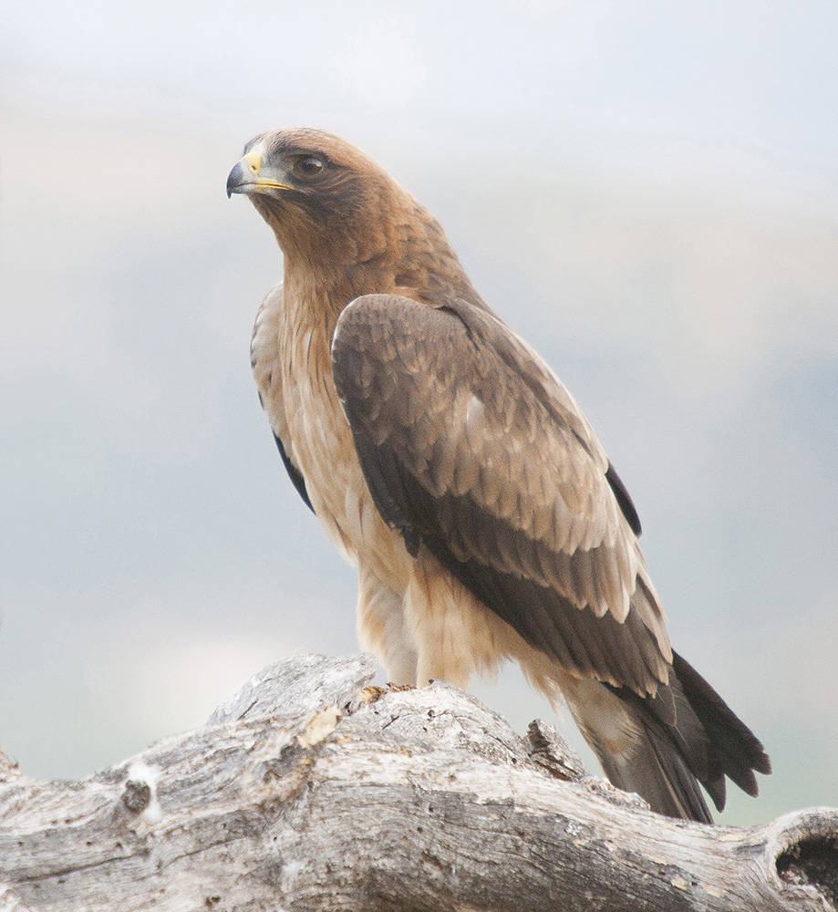 Booted Eagle III...