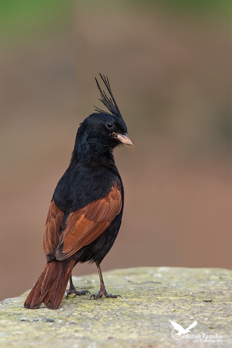 Crested Bunting, maschio....