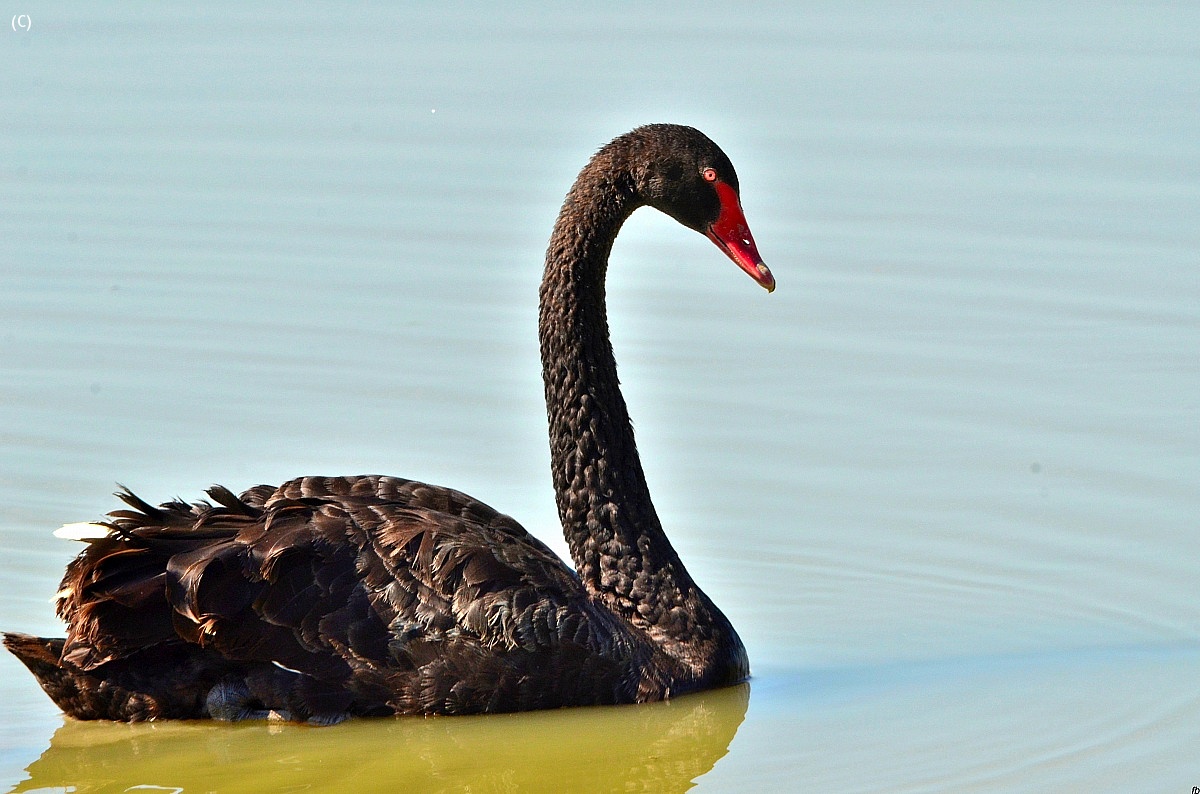 the black swan...
