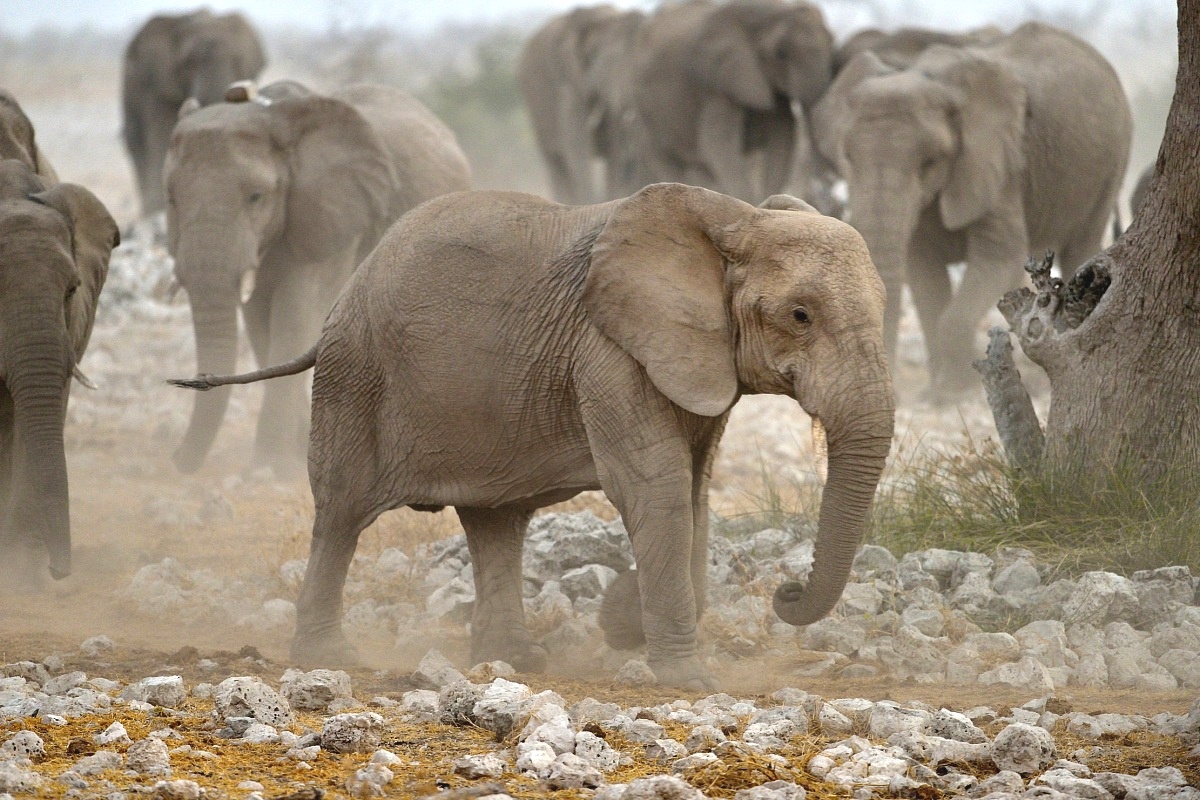 Etosha - elephants...