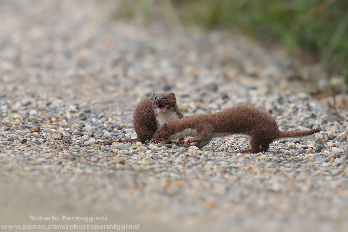 Arguing between weasels...