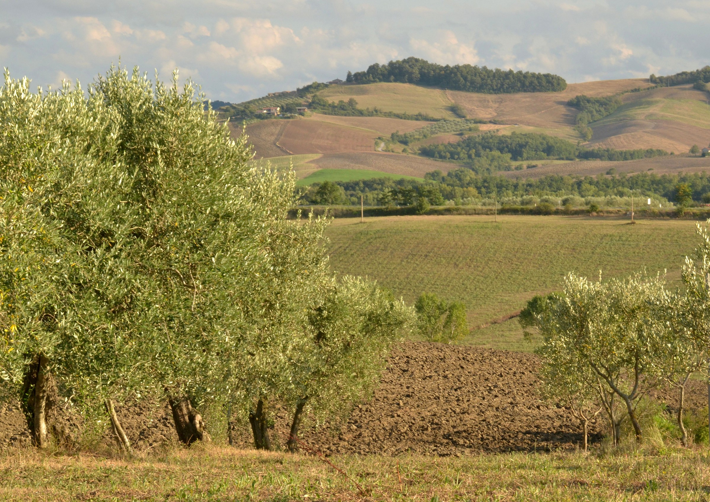 Olives in Piancastagnaio...