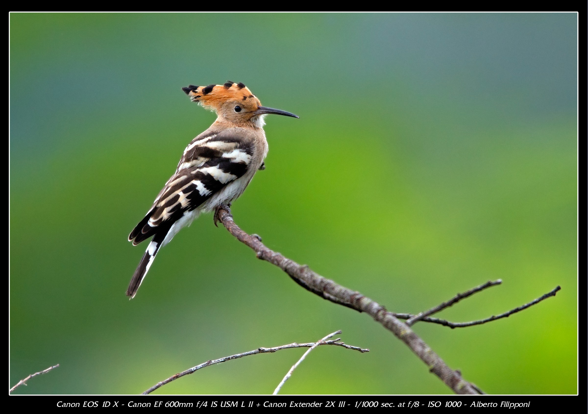 Hoopoe...