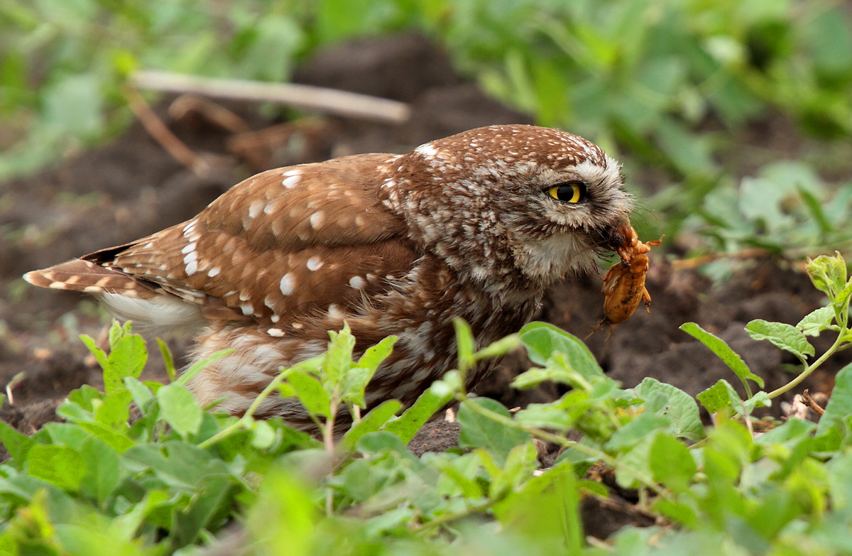 owl with prey...