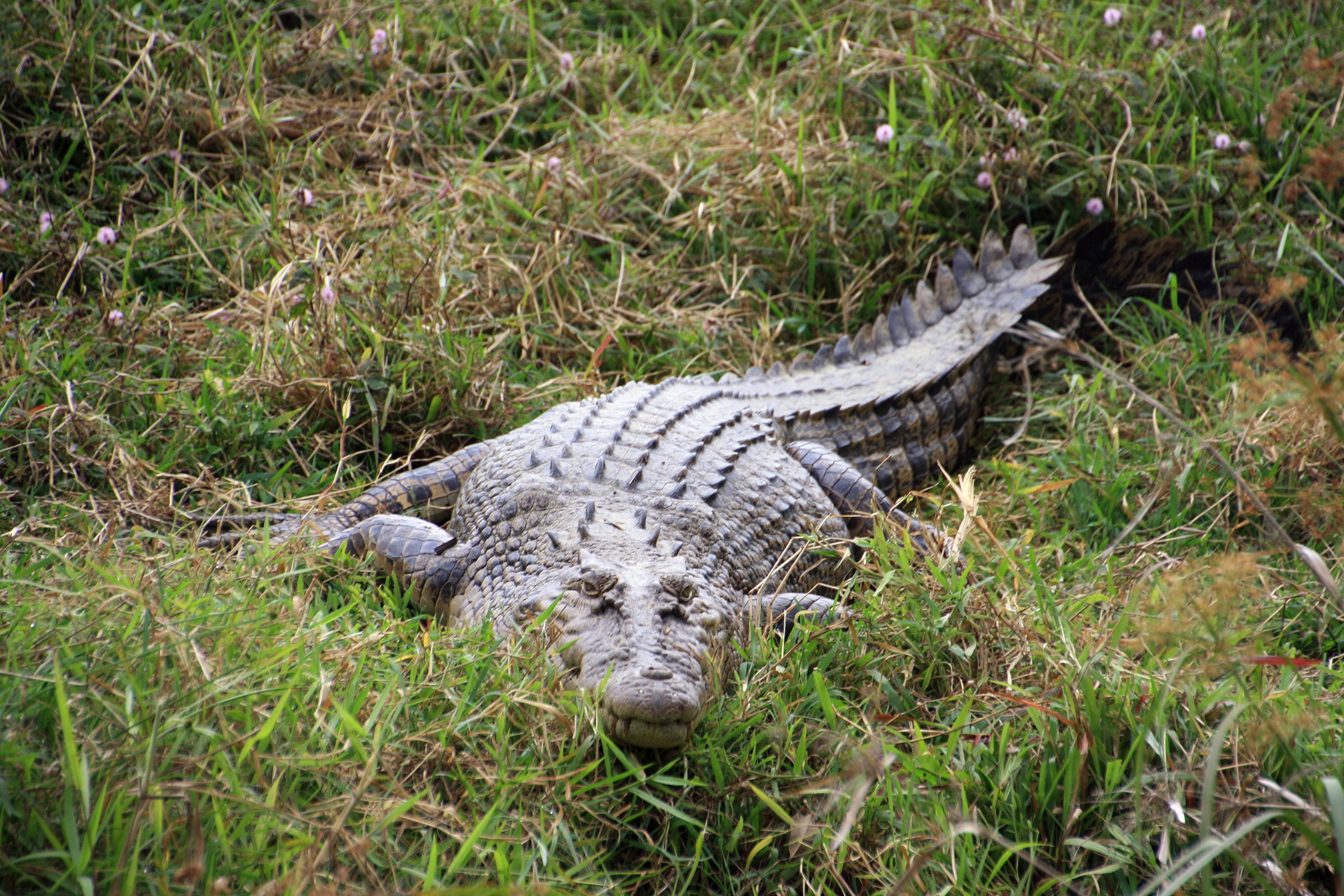 Queensland - crocodile...