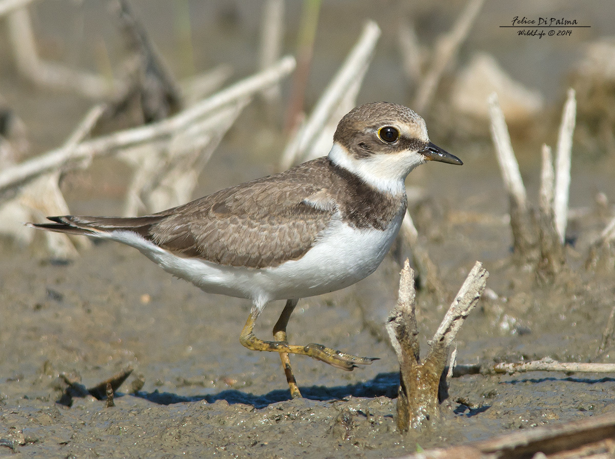 Small Little Ringed Plover....