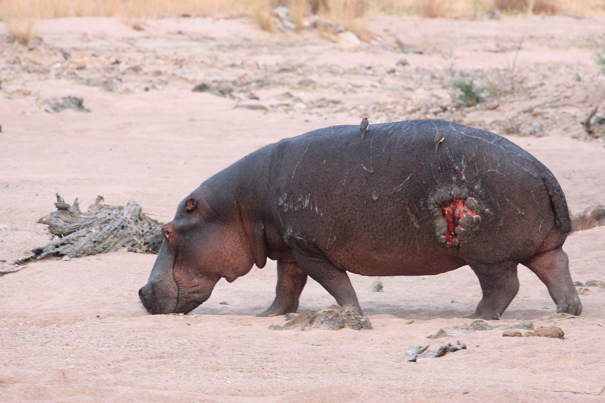 Hippo injured...