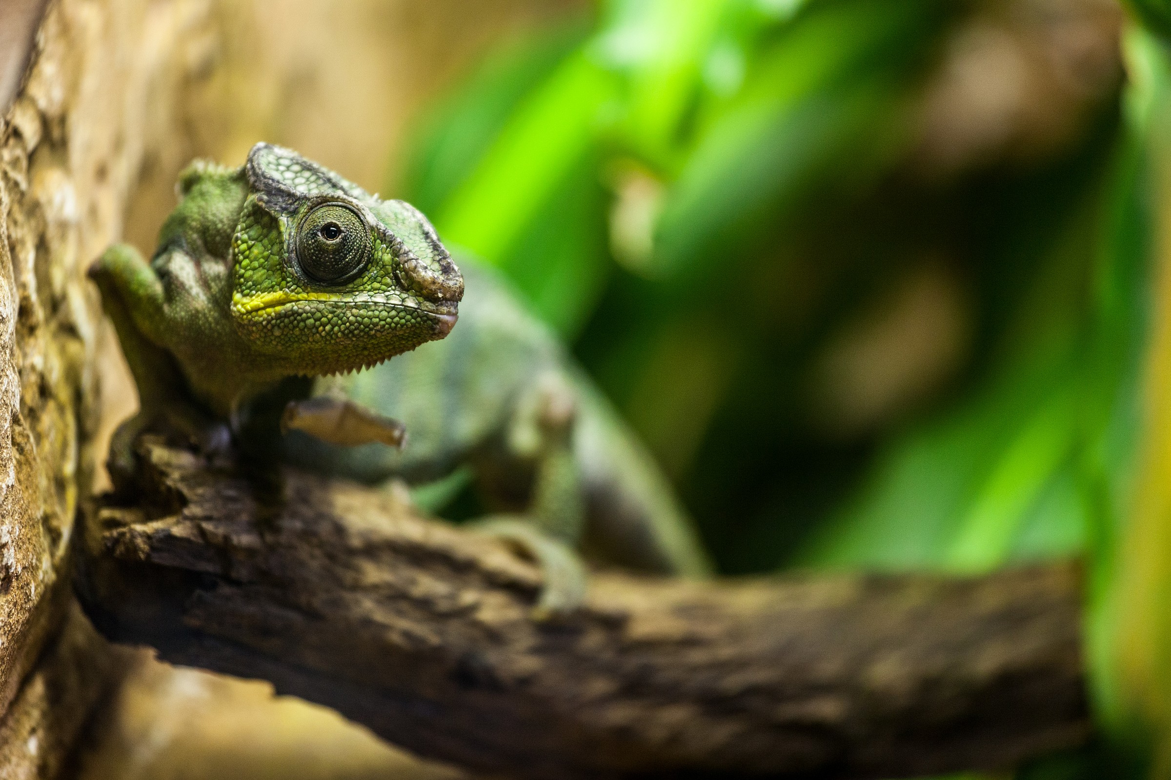 Phanter Chameleon (Chameleon Panther)...