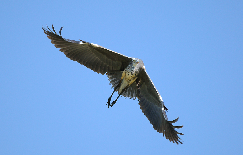 Airone cenerino...