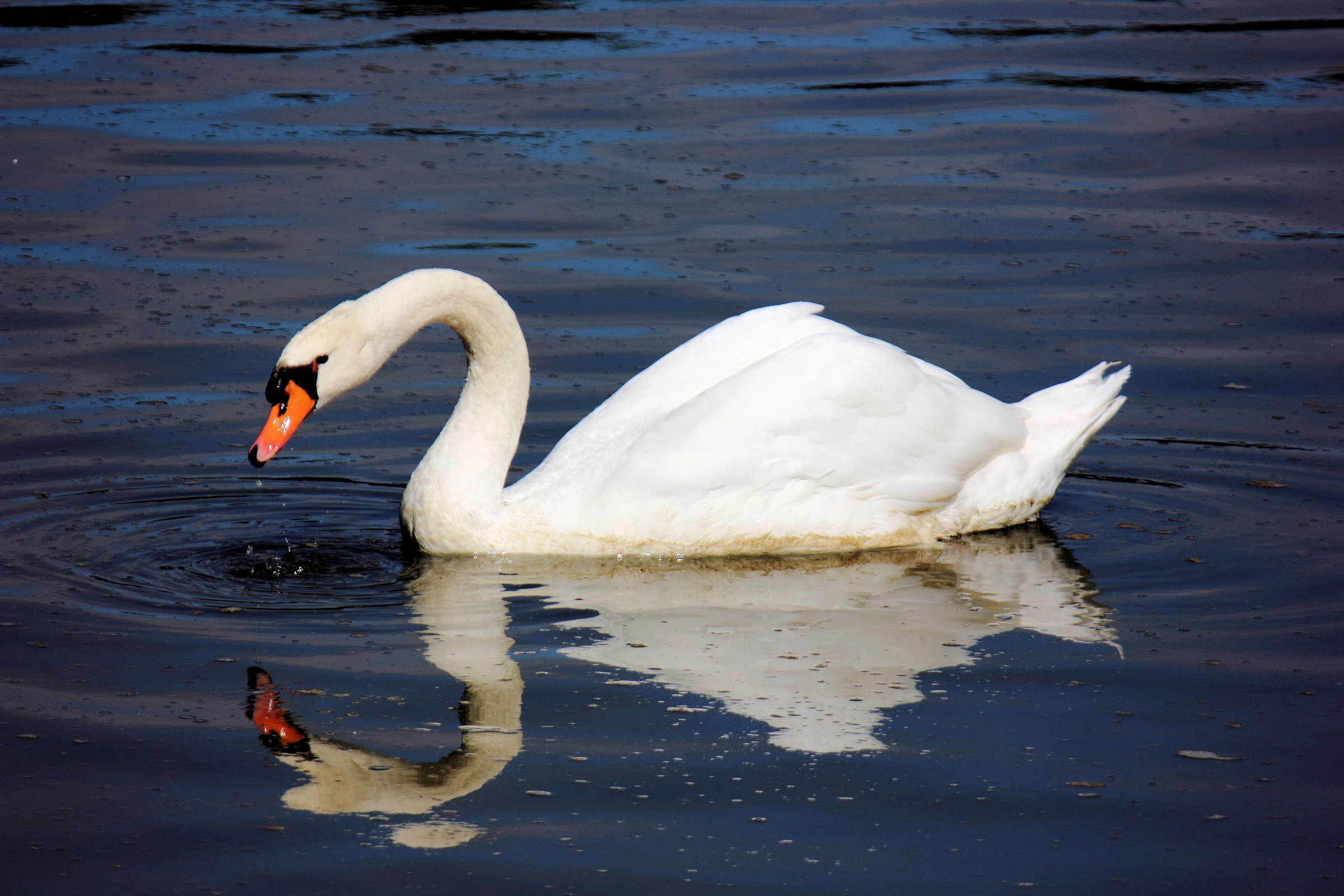 Swan in the castle of Villandry...