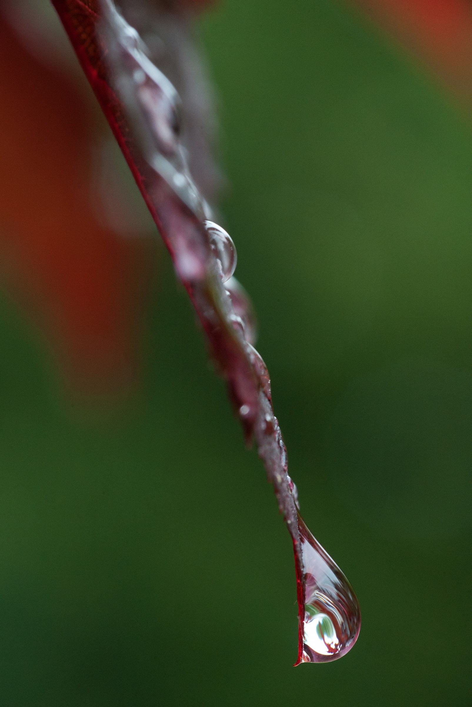 Raindrop on Red Leaf...