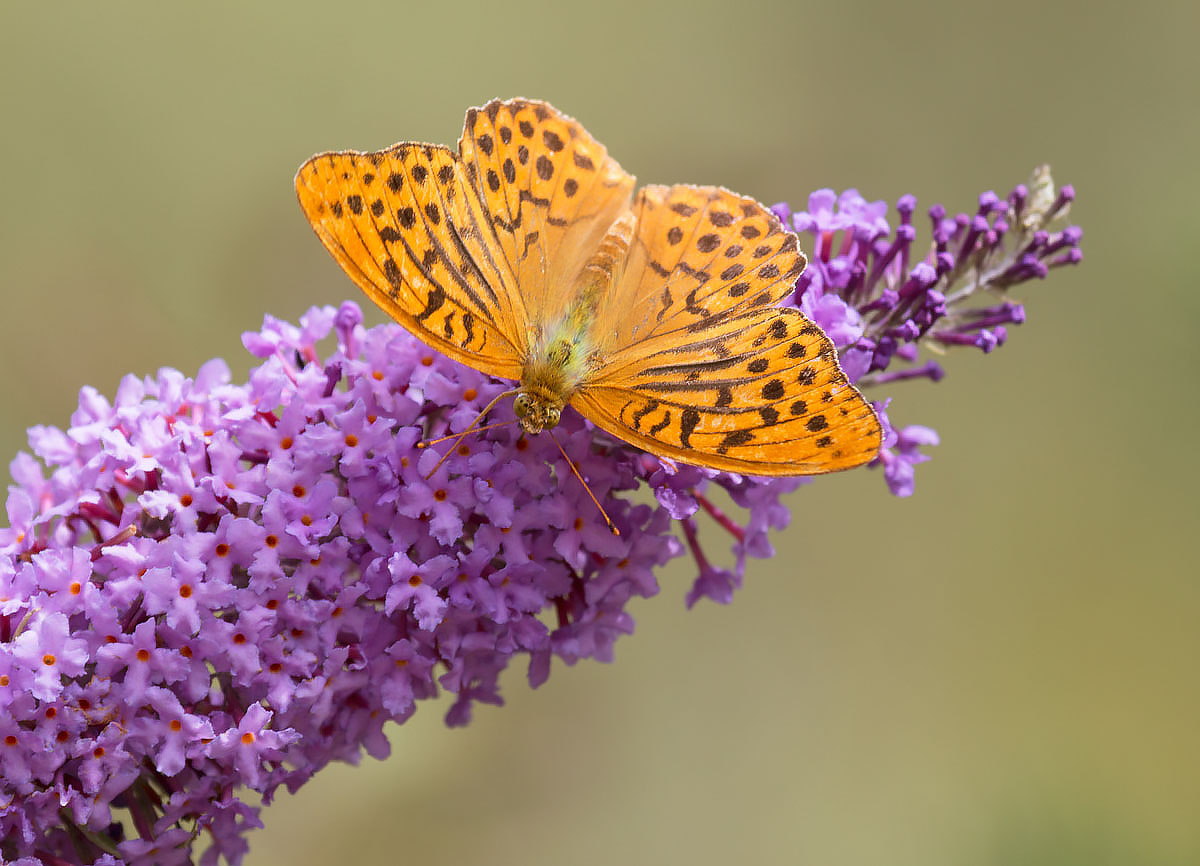 The Silver-washed Fritillary...