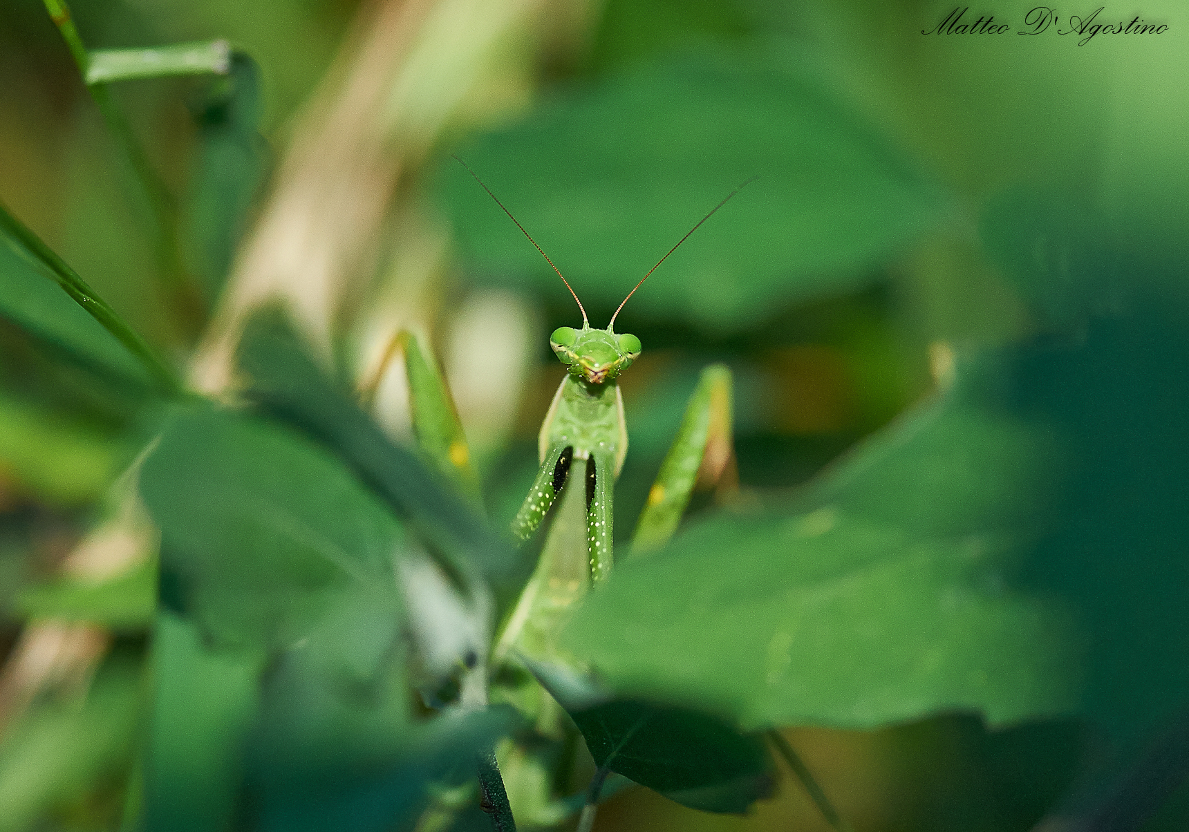 I see you!...