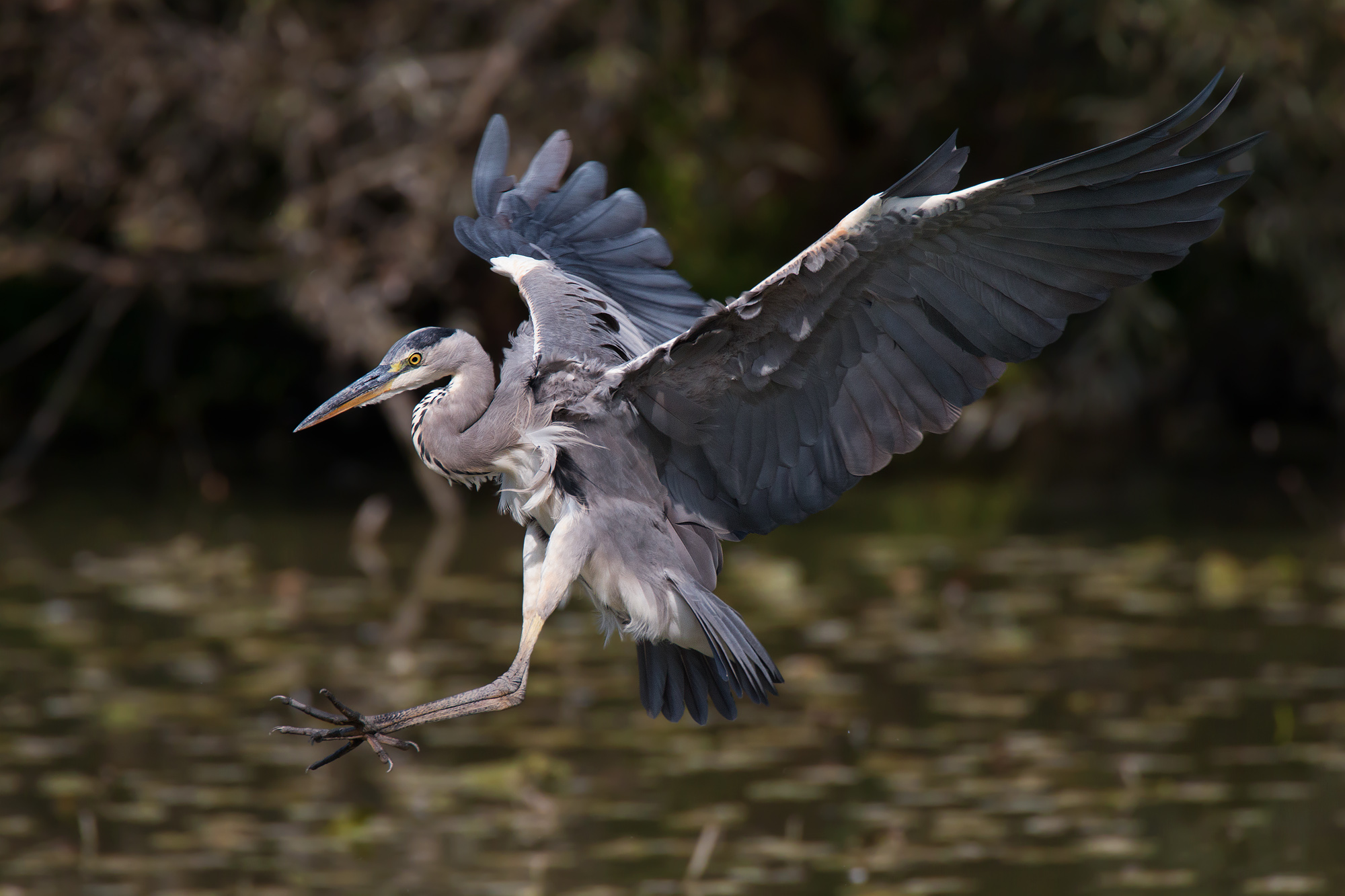 Landing Heron...
