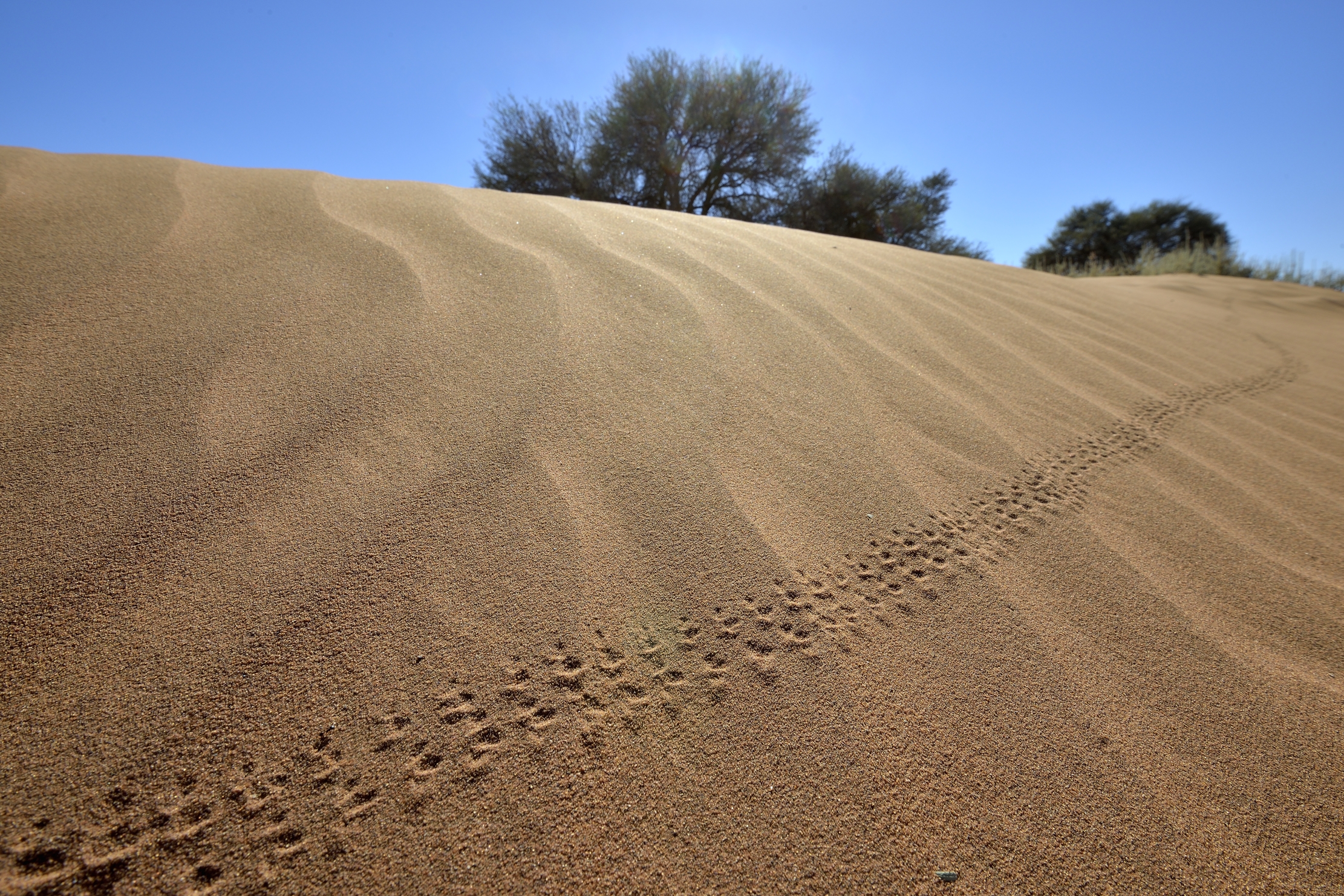 Namib Desert - Traces of lizard...