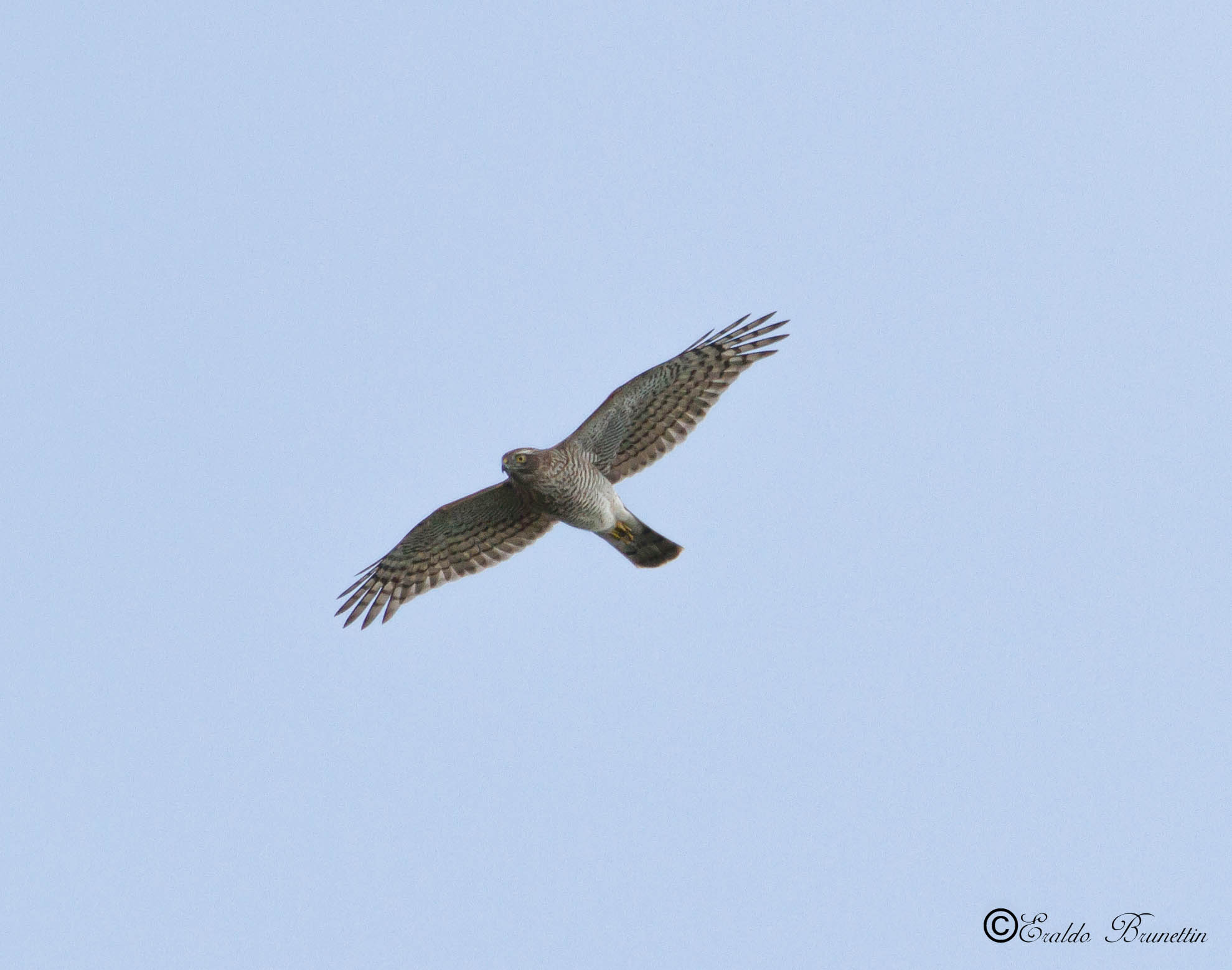 Sparrowhawk, female (Accipiter nisus)...