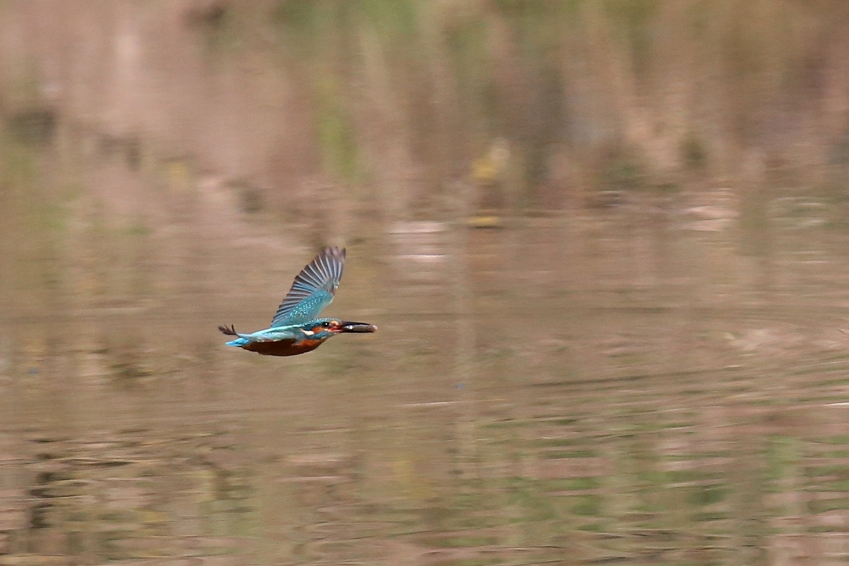 Kingfisher in flight with fish...