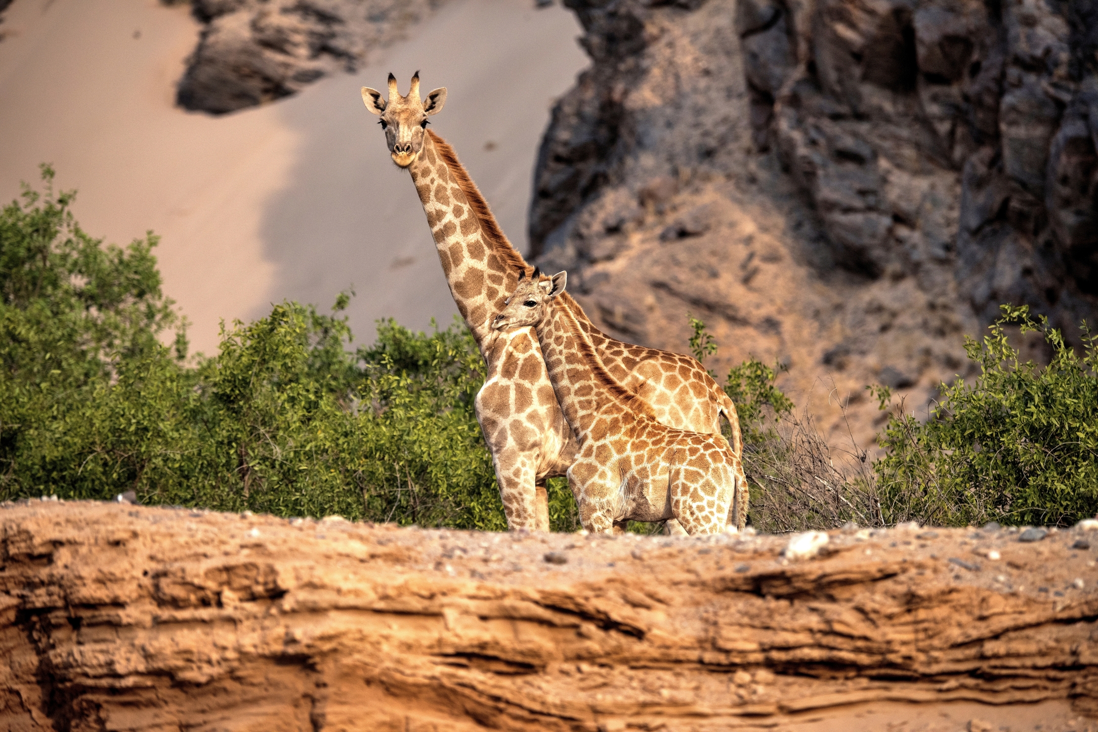 Desert Kaokoland - Giraffe...