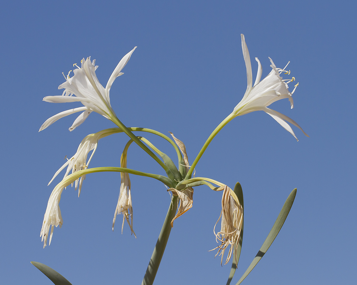 Sea lily...