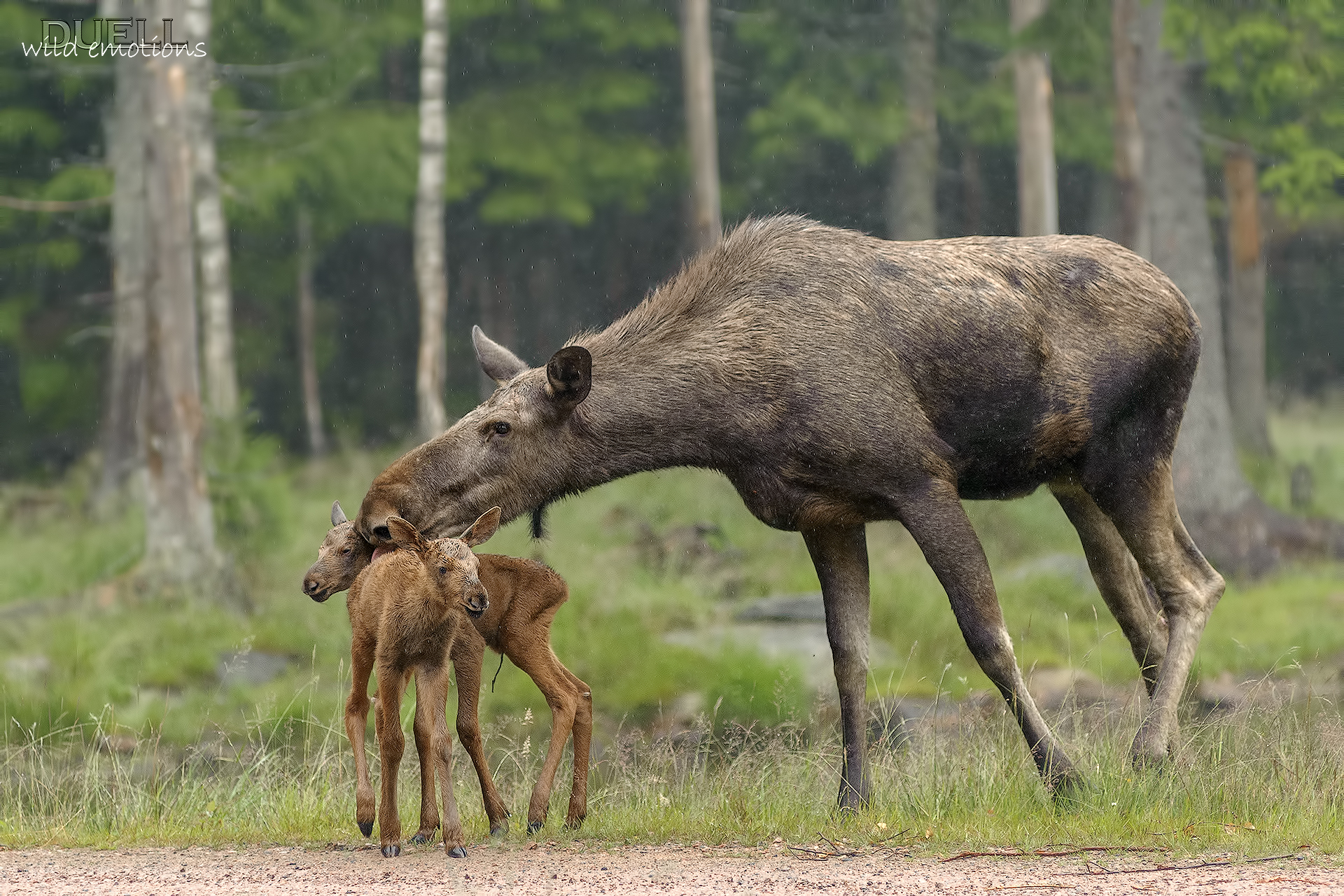 mama moose with small...