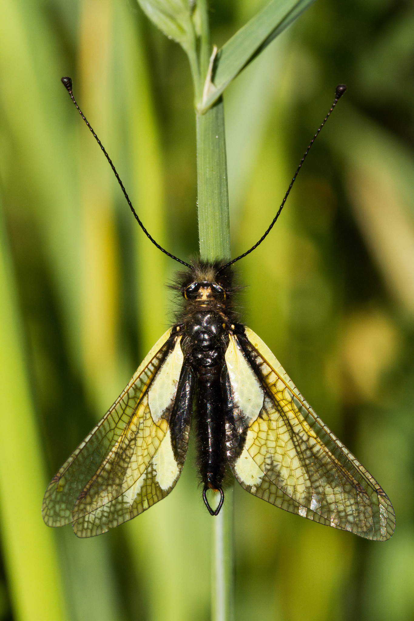 Libelloides coccajus...