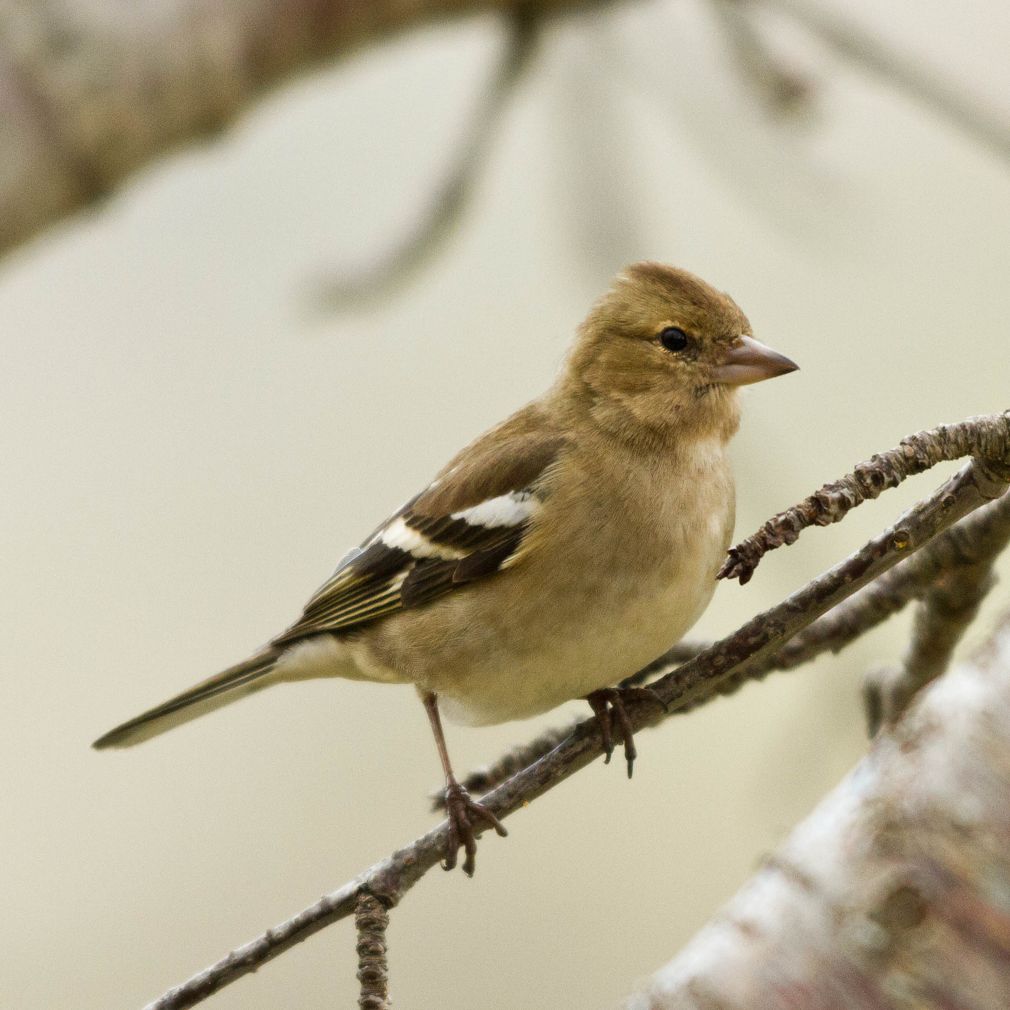 Female Chaffinch - Fringilla coelebs...