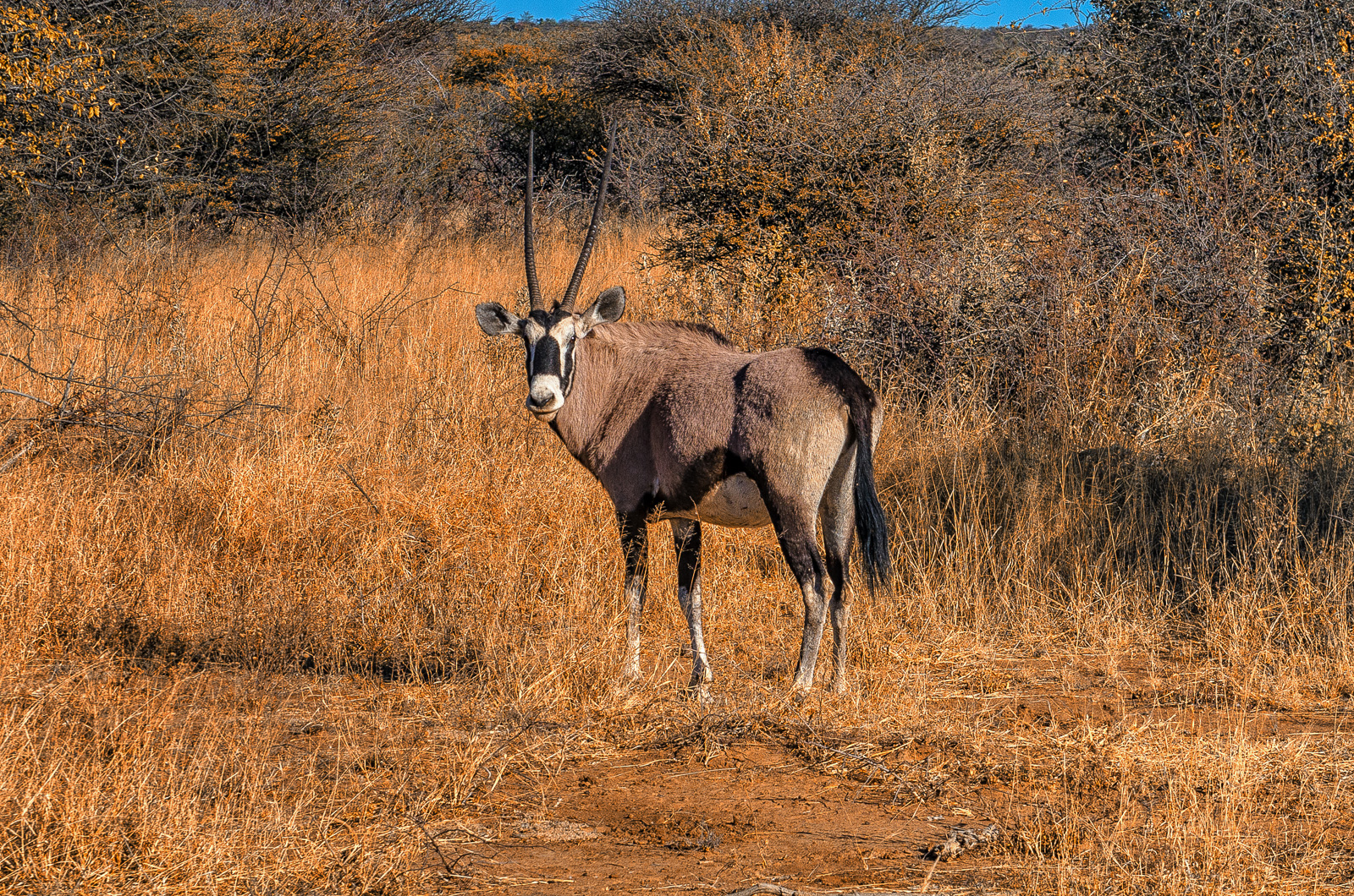 Oryx (Simbolo nazionale)...