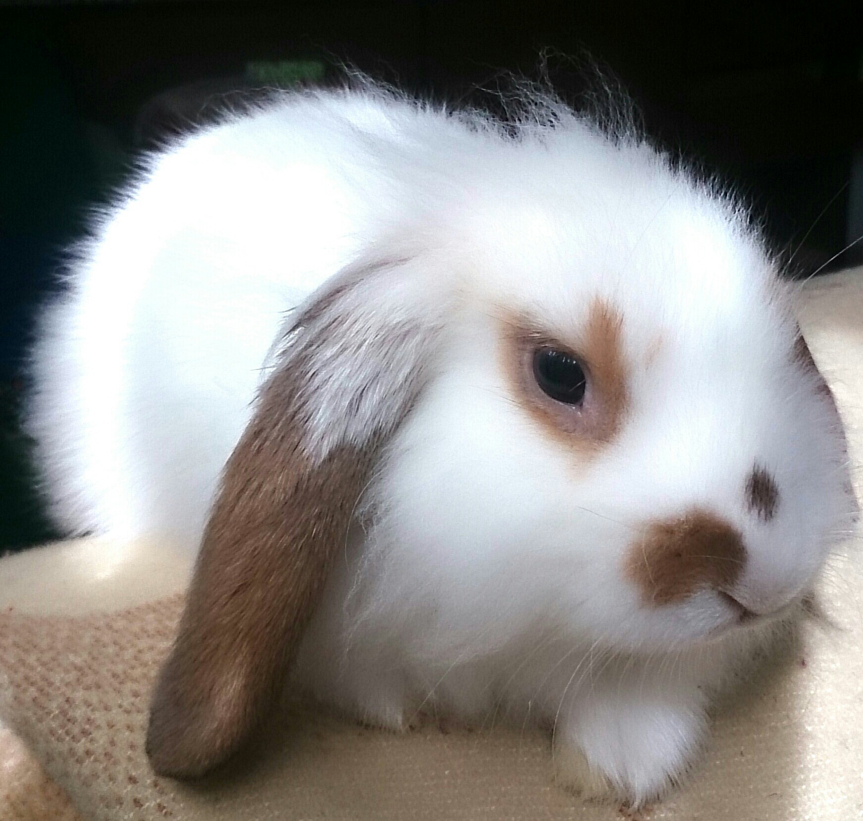 My bunny MIA :)...
