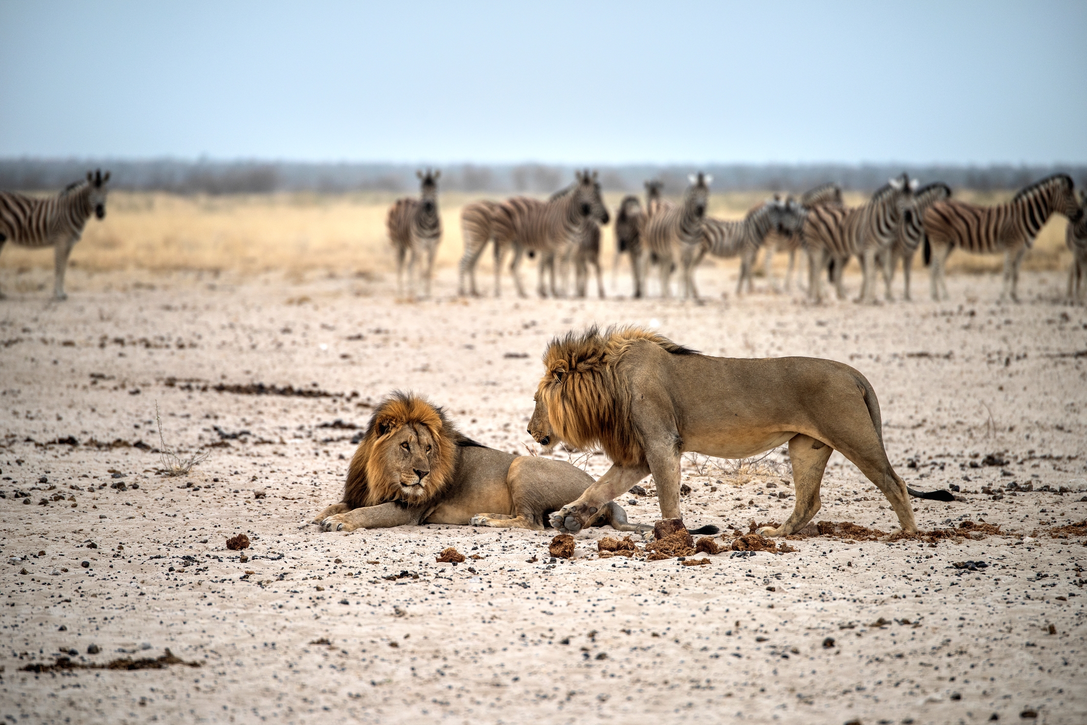 Etosha - Lions...