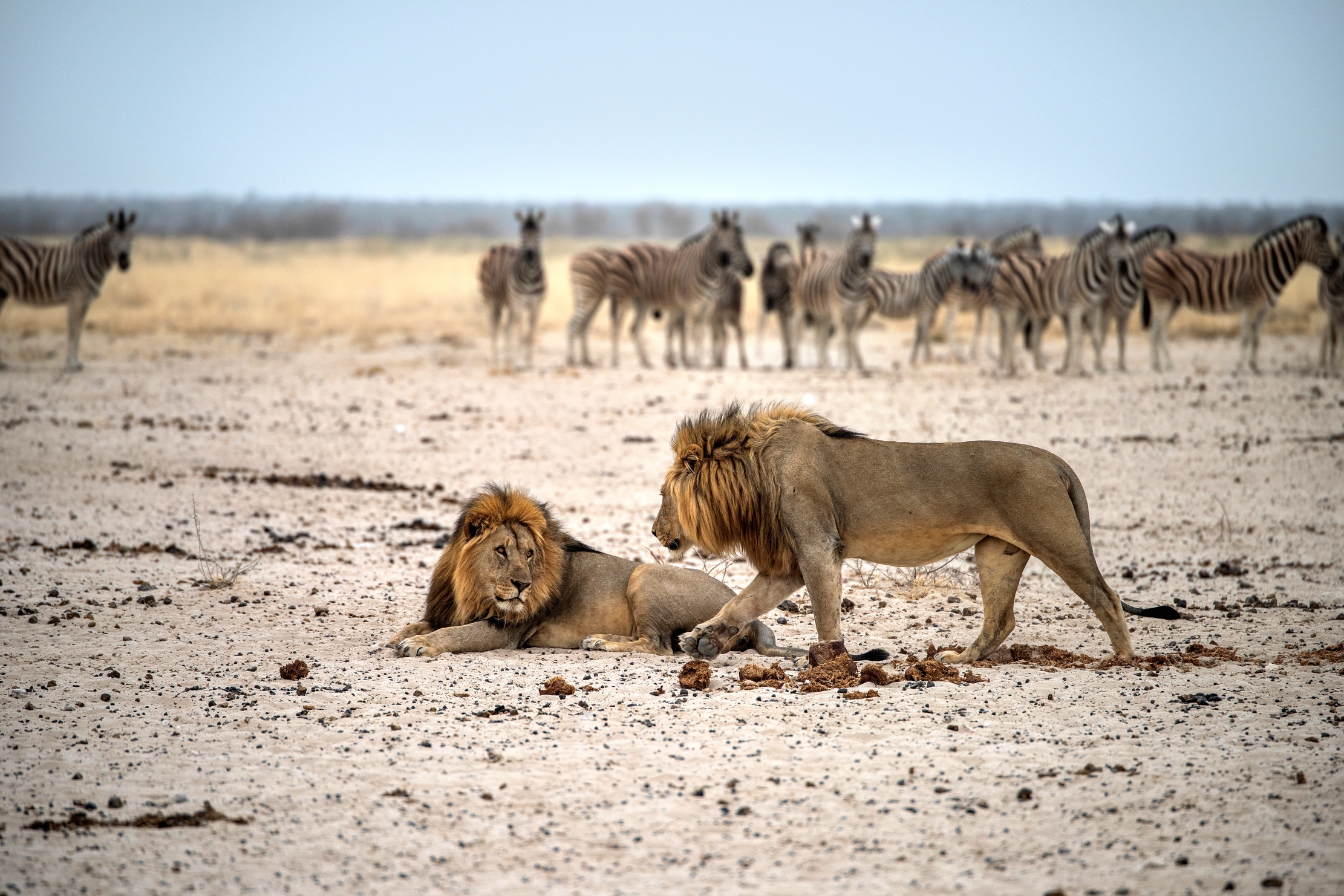 Etosha - Leoni...