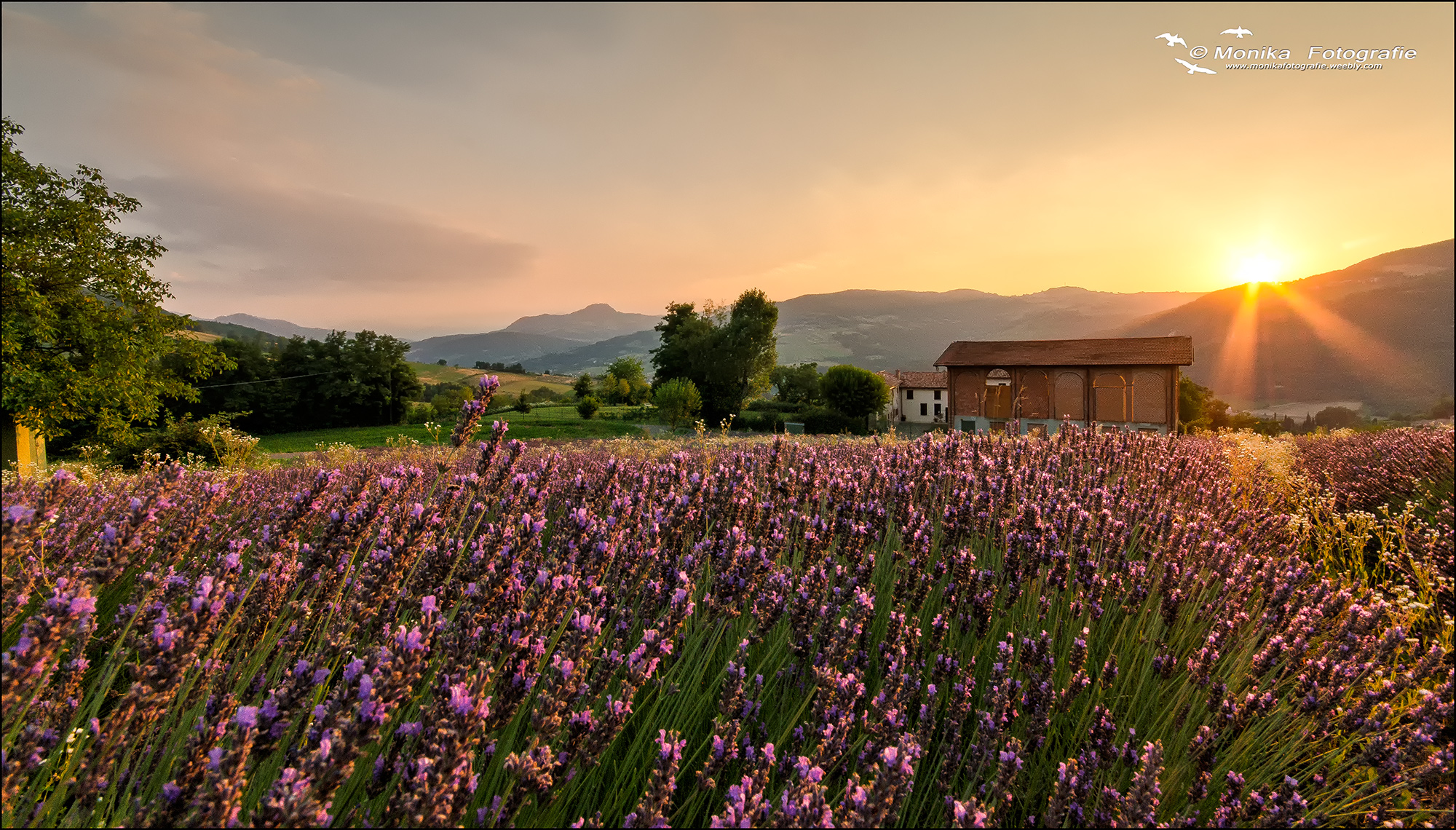 Rallio Lichtenberg: Sunset among the flowers of lavender...