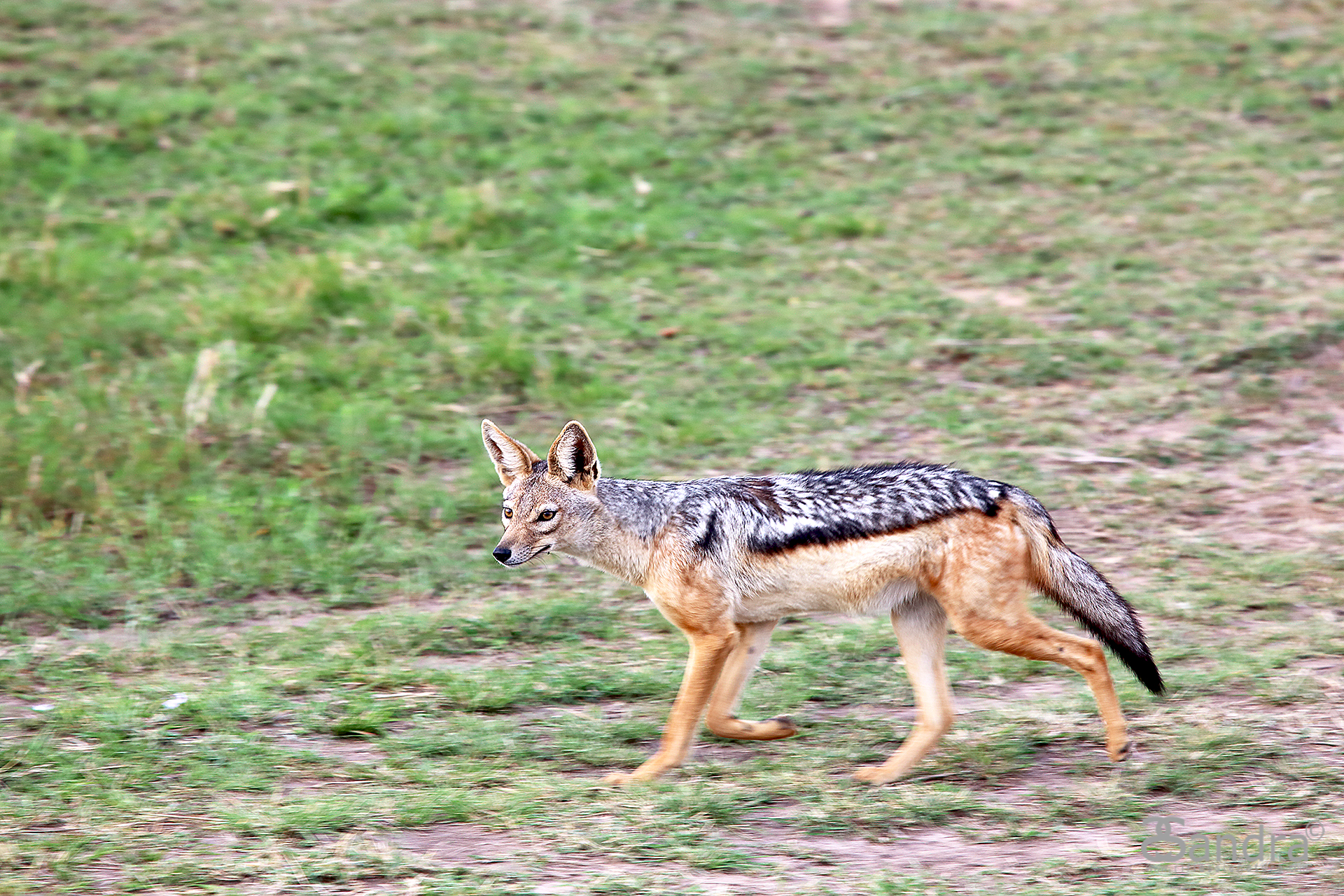 Jackal walking...