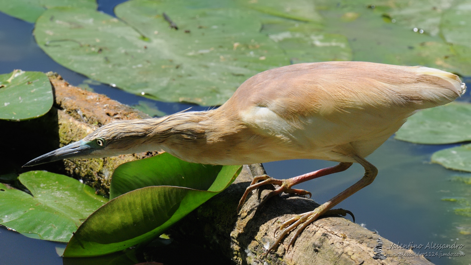 Heron fishing...