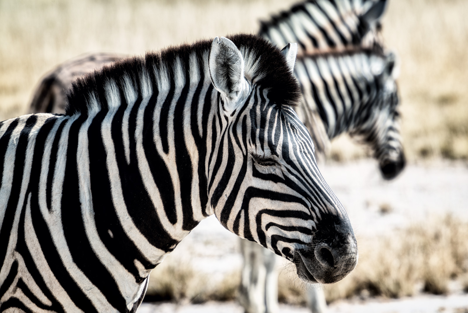 Portrait of a zebra...