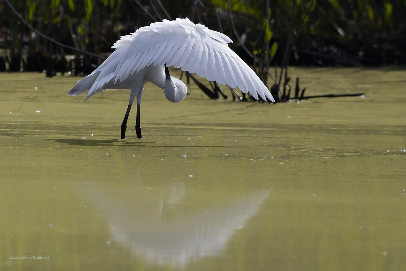 Egret...