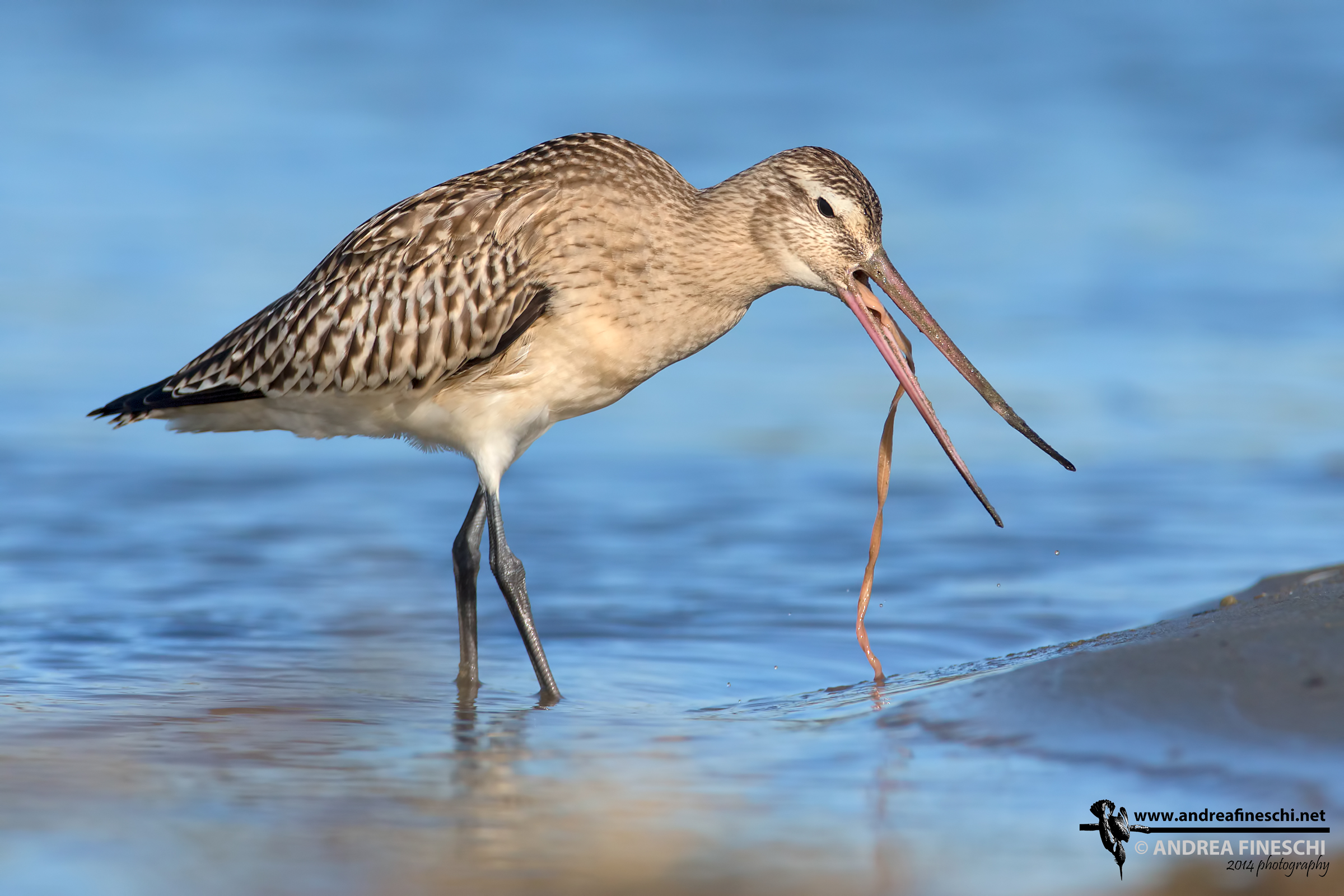 Bar-tailed Godwit with prey worthy of note...