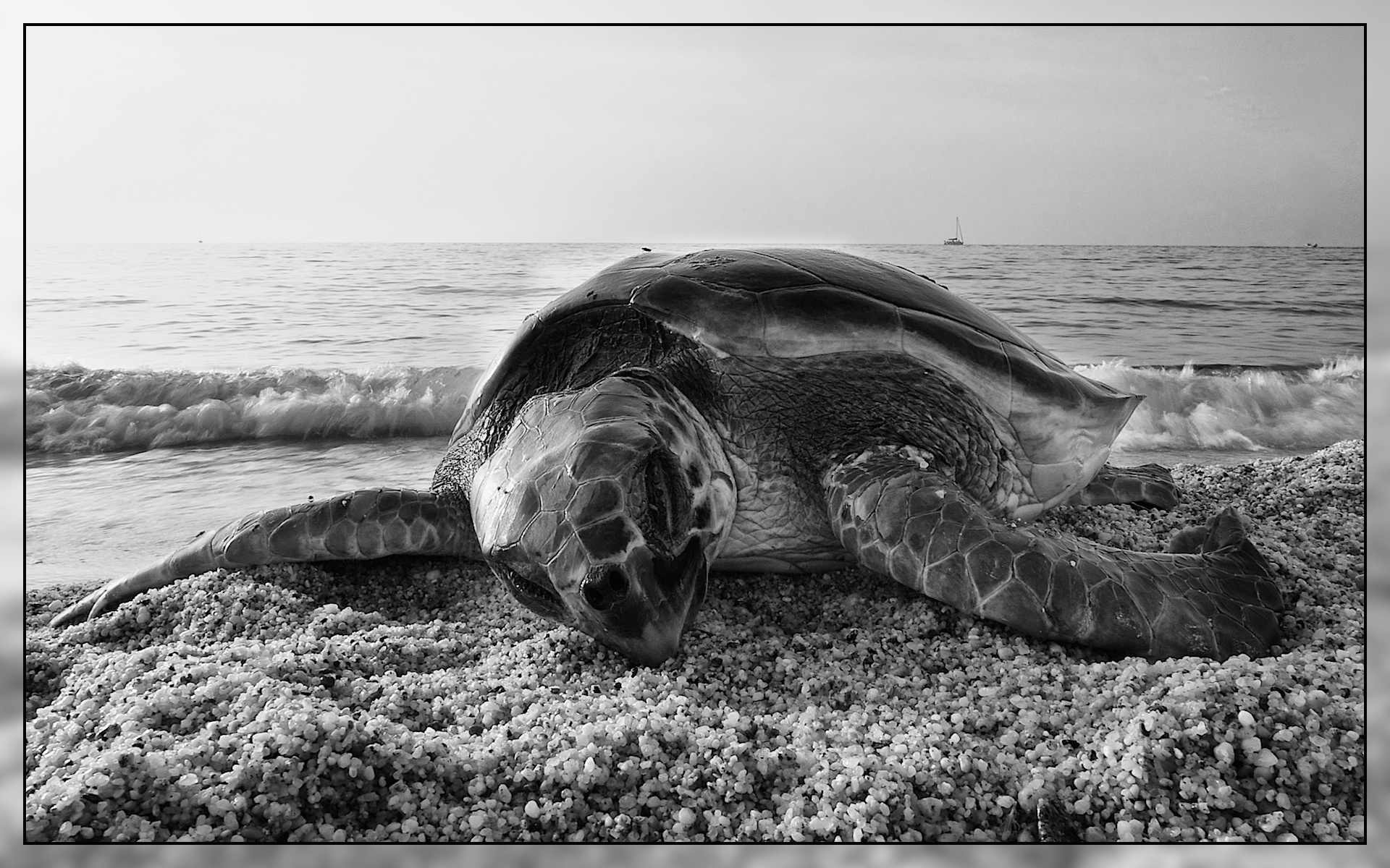 Turtle on the beach...