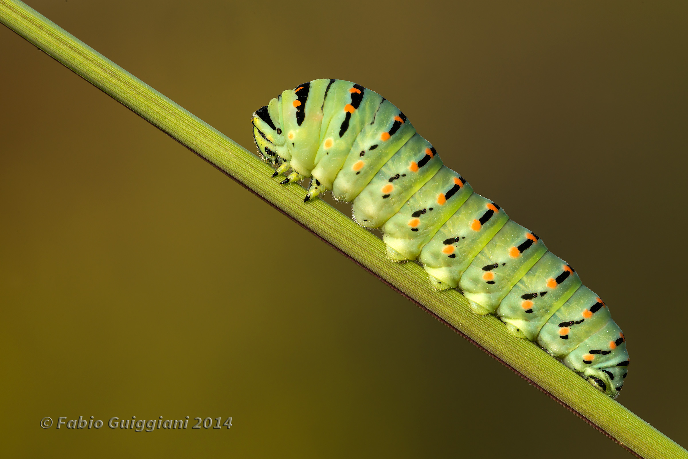 Caterpillar of swallowtail -Papilio Machaon...